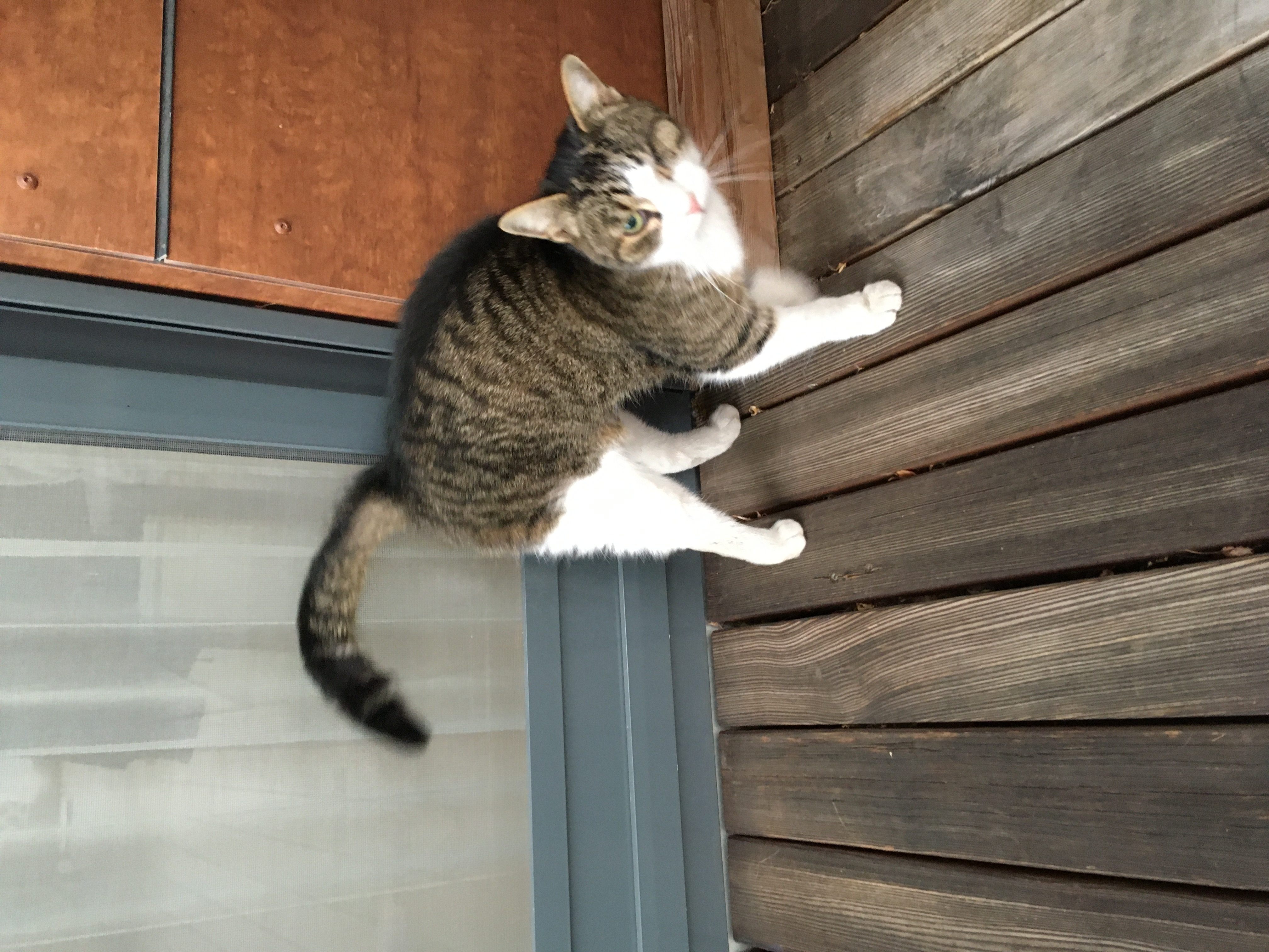 Einäugige Katze