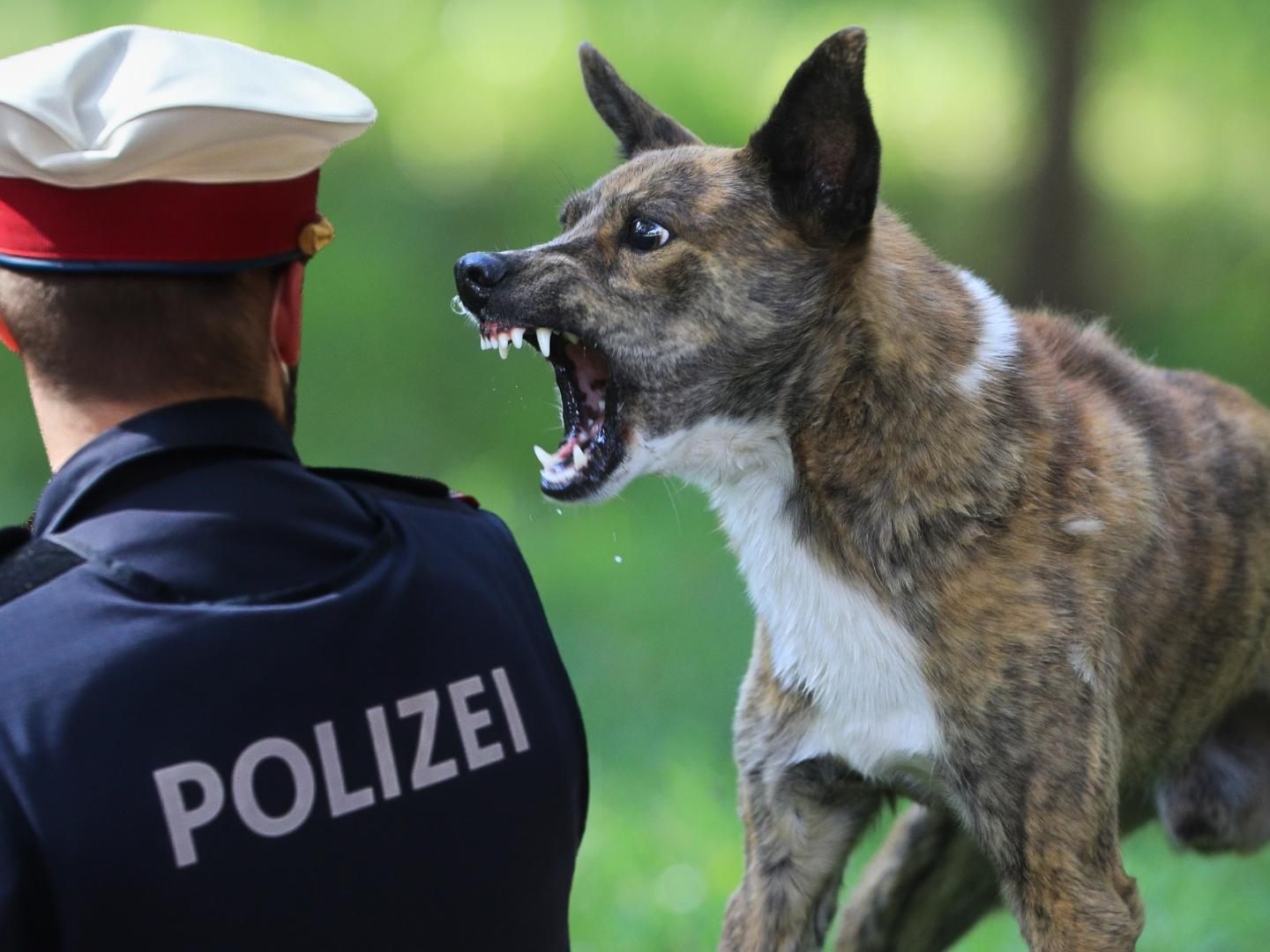 Die Polizei sucht nach Zeugen. Die Polizei sucht nach Zeugen.