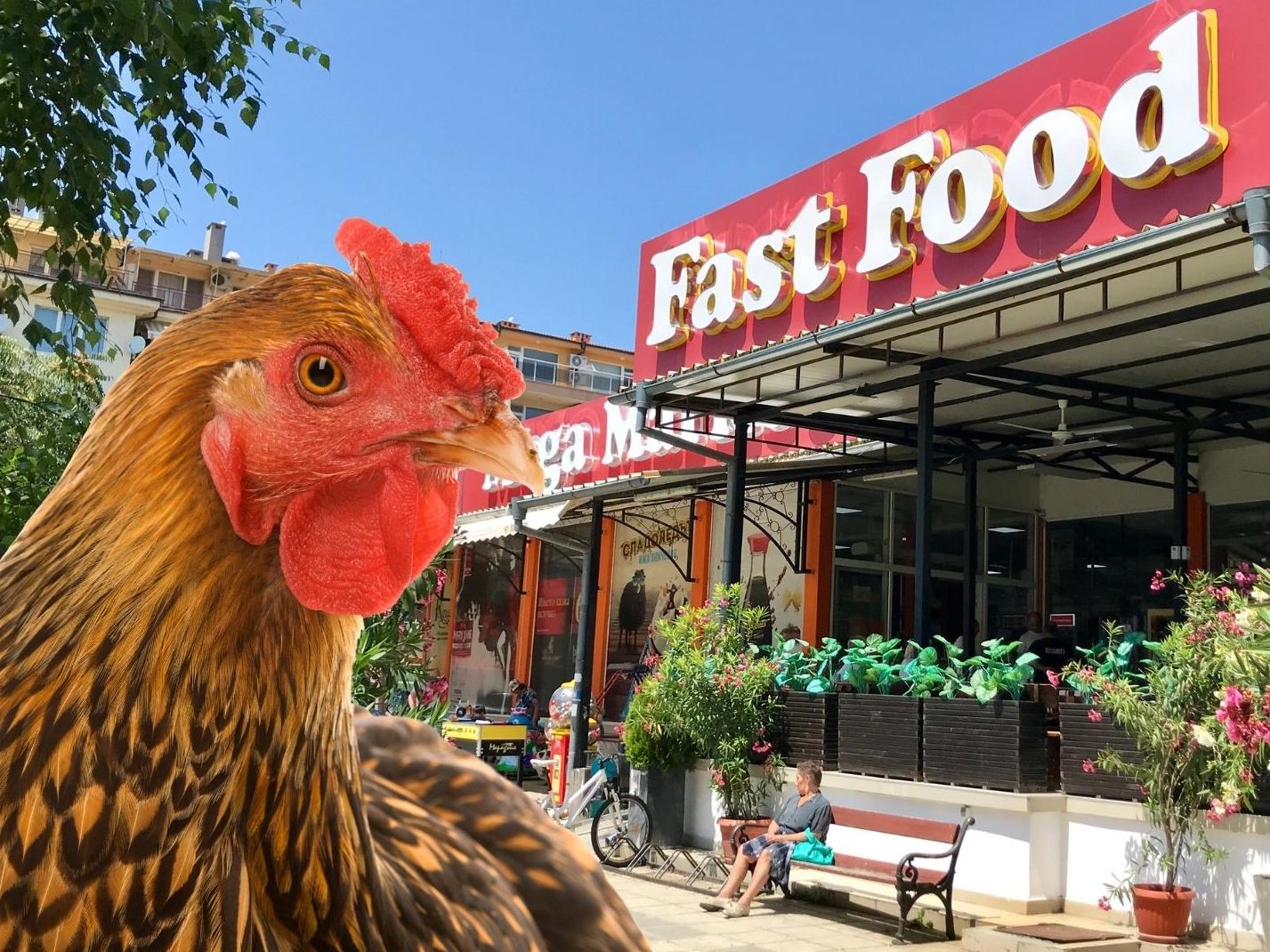 Das Huhn verirrte sich ausgerechnet auf den Parkplatz einer KFC-Filiale.