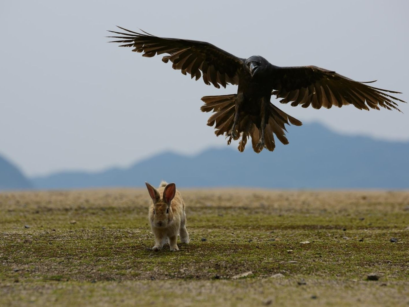 Raben nutzen ein vielseitiges Nahrungsspektrum, das sowohl tierische und pflanzliche Kost beinhaltet.