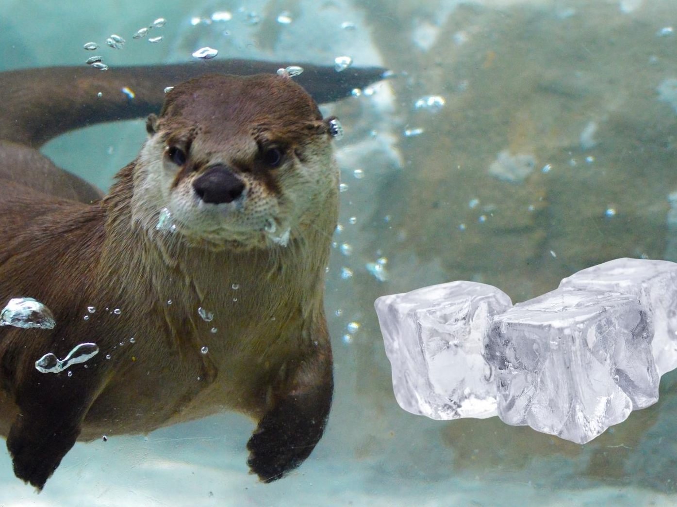 In der Regel ernähren sich Otter von Fischen, Fröschen und Krabben. Manchmal darf es aber auch ein Eiswürfel sein.