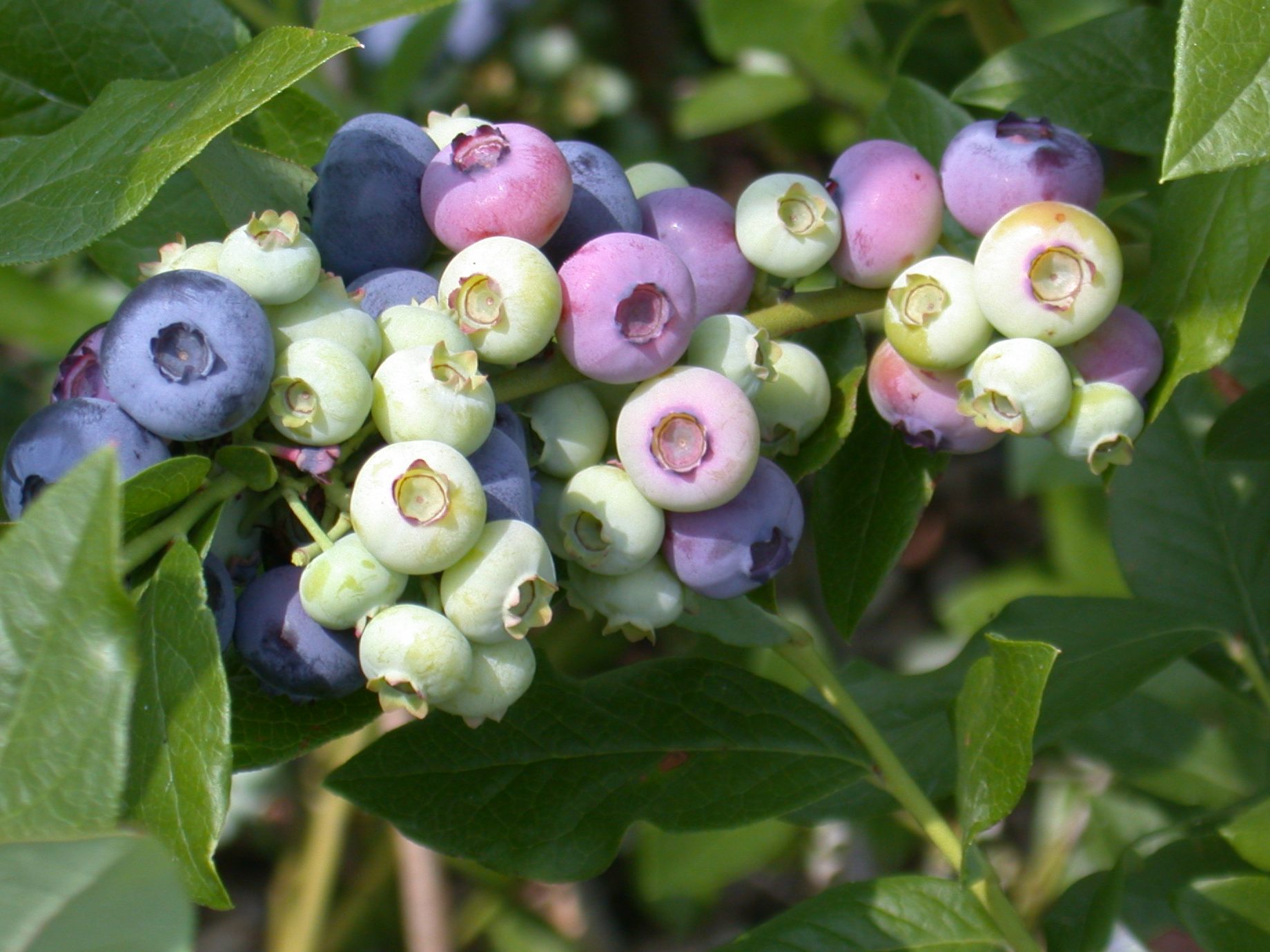 Blaue Beeren sind gesund und schmecken.