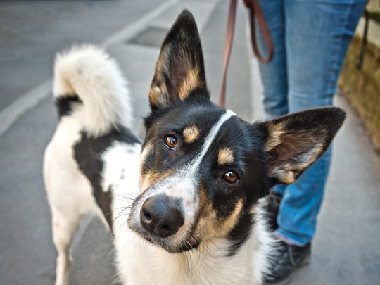 Die Robidog-Stationen sind flächendeckend über ganz Bludenz verteilt. Die Robidog-Stationen sind flächendeckend über ganz Bludenz verteilt.