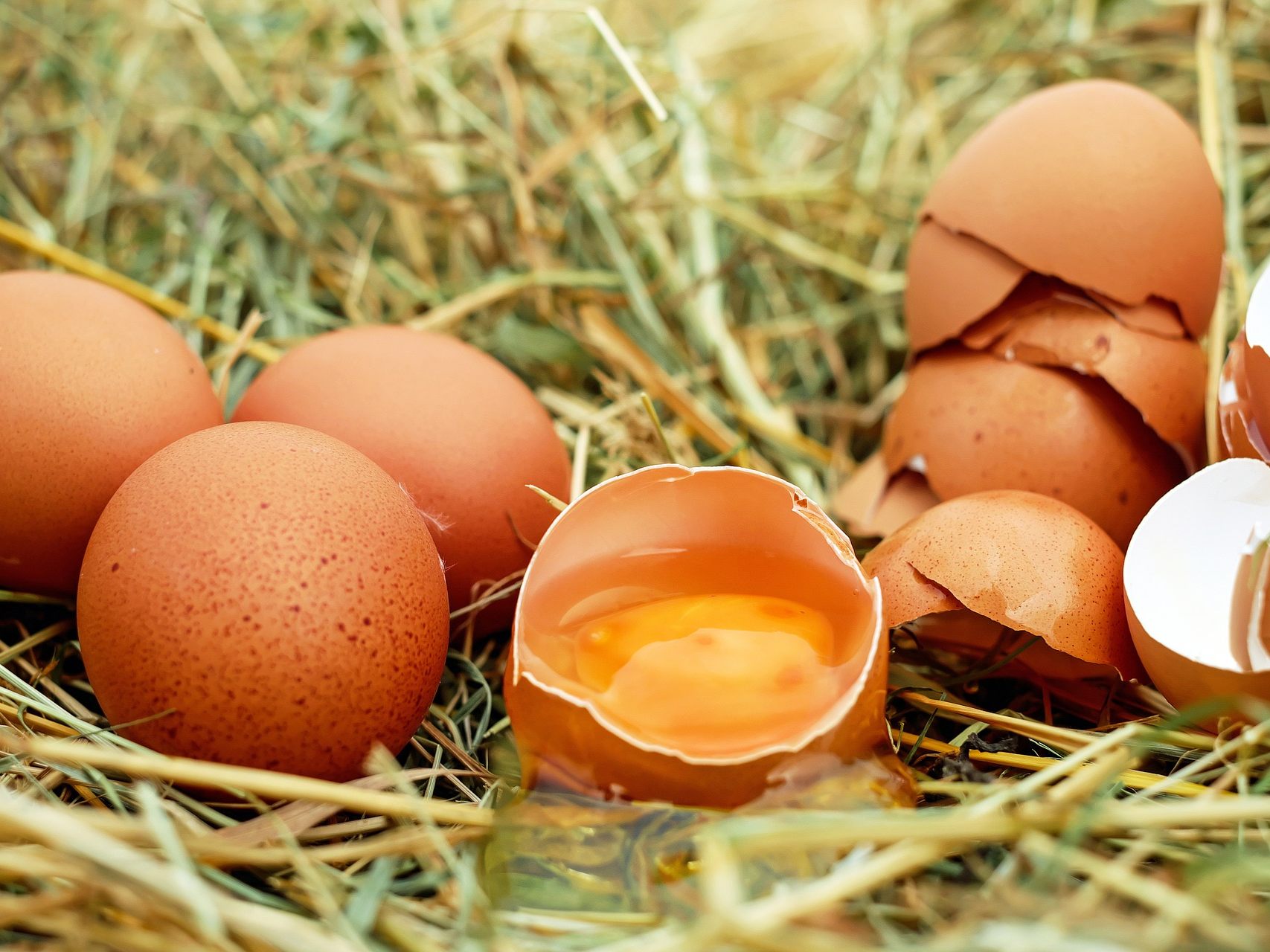Explodierende Futterpreise gefährden die Eier-Produktion in der Ukraine Explodierende Futterpreise gefährden die Eier-Produktion in der Ukraine