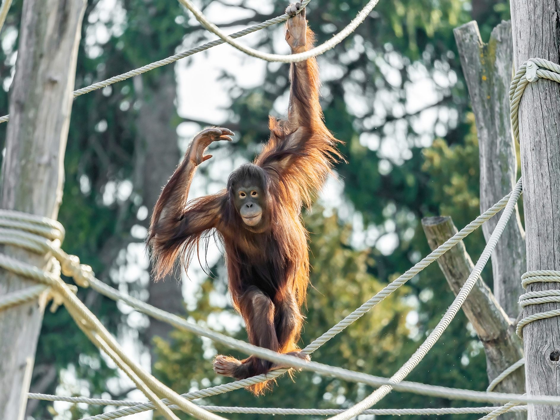 Frühlingsstimmung im Tiergarten Schönbrunn - etwa bei den Orang-Utans