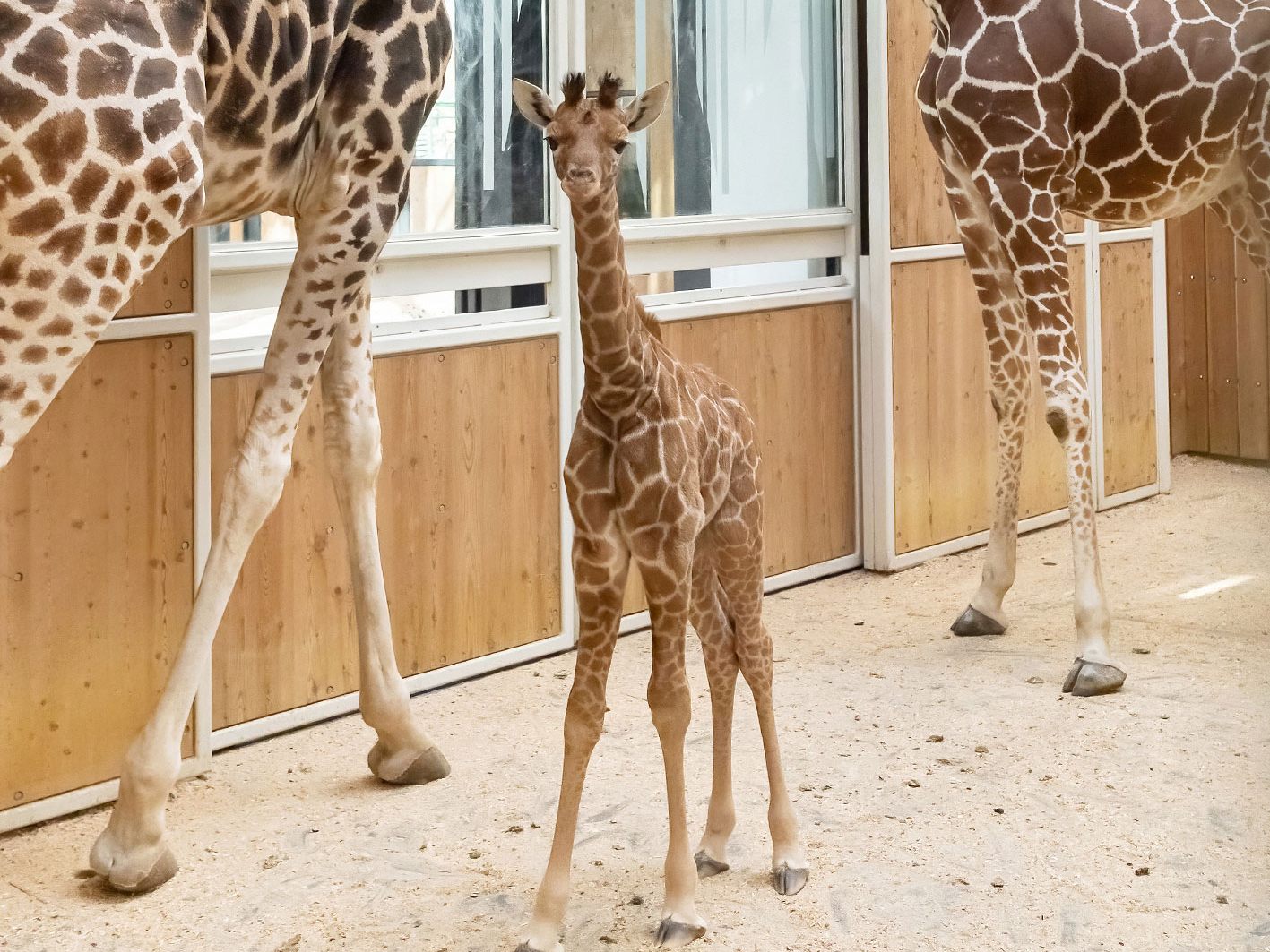 Das Giraffen-Mädchen hat nun einen Namen: "Amari" heißt in der afrikanischen Sprache Yoruba so viel wie "die Starke"