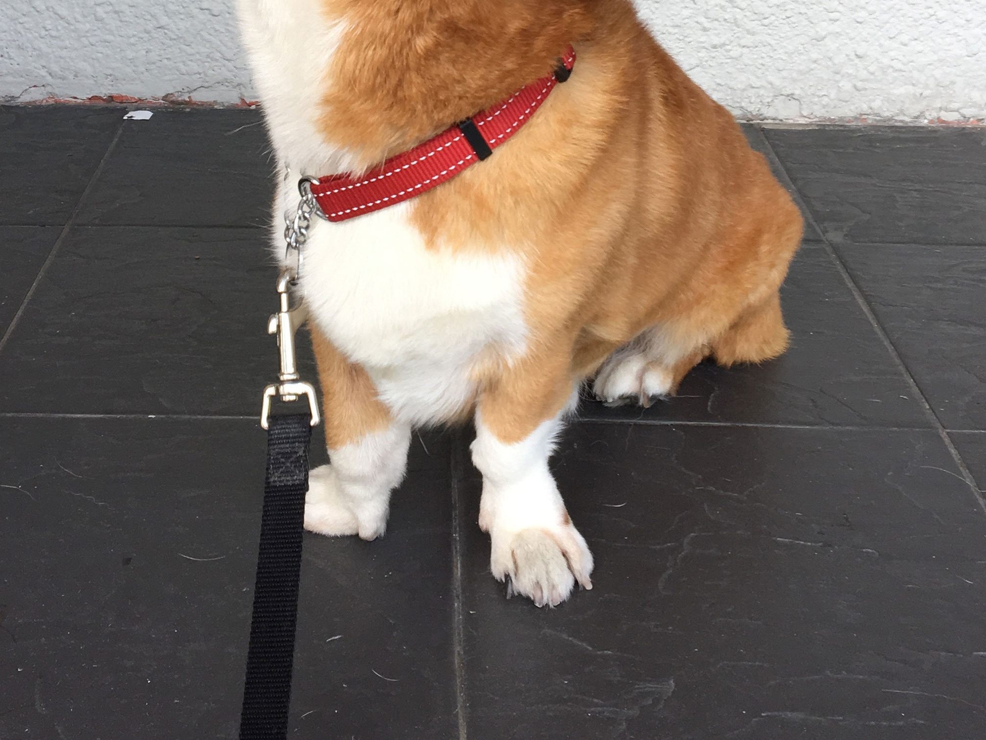 Die Begegnung mit einem aggressiven Betrunkenen endete für einen Hund in Wien leider tödlich Die Begegnung mit einem aggressiven Betrunkenen endete für einen Hund in Wien leider tödlich