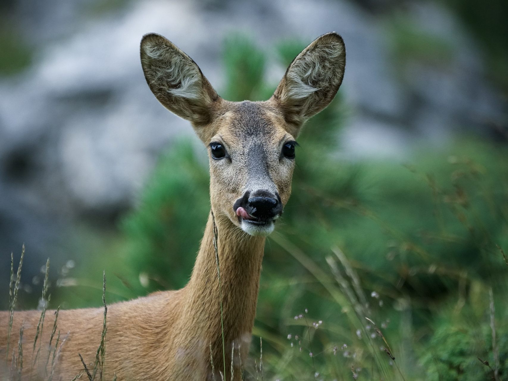 Tierschutz Austria unterstützt das Anrainer-Anliegen und drängt auf schonende Betäubung der Rehe in der Donaustadt