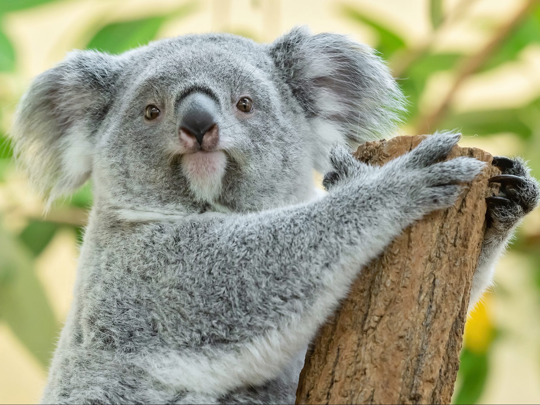 Koala-Nachwuchs Millaa Millaa ist zwei Jahre alt. Ihre Geburt war eine besondere Sensation, denn sie ist der erste Koala-Nachwuchs im Tiergarten Schönbrunn.