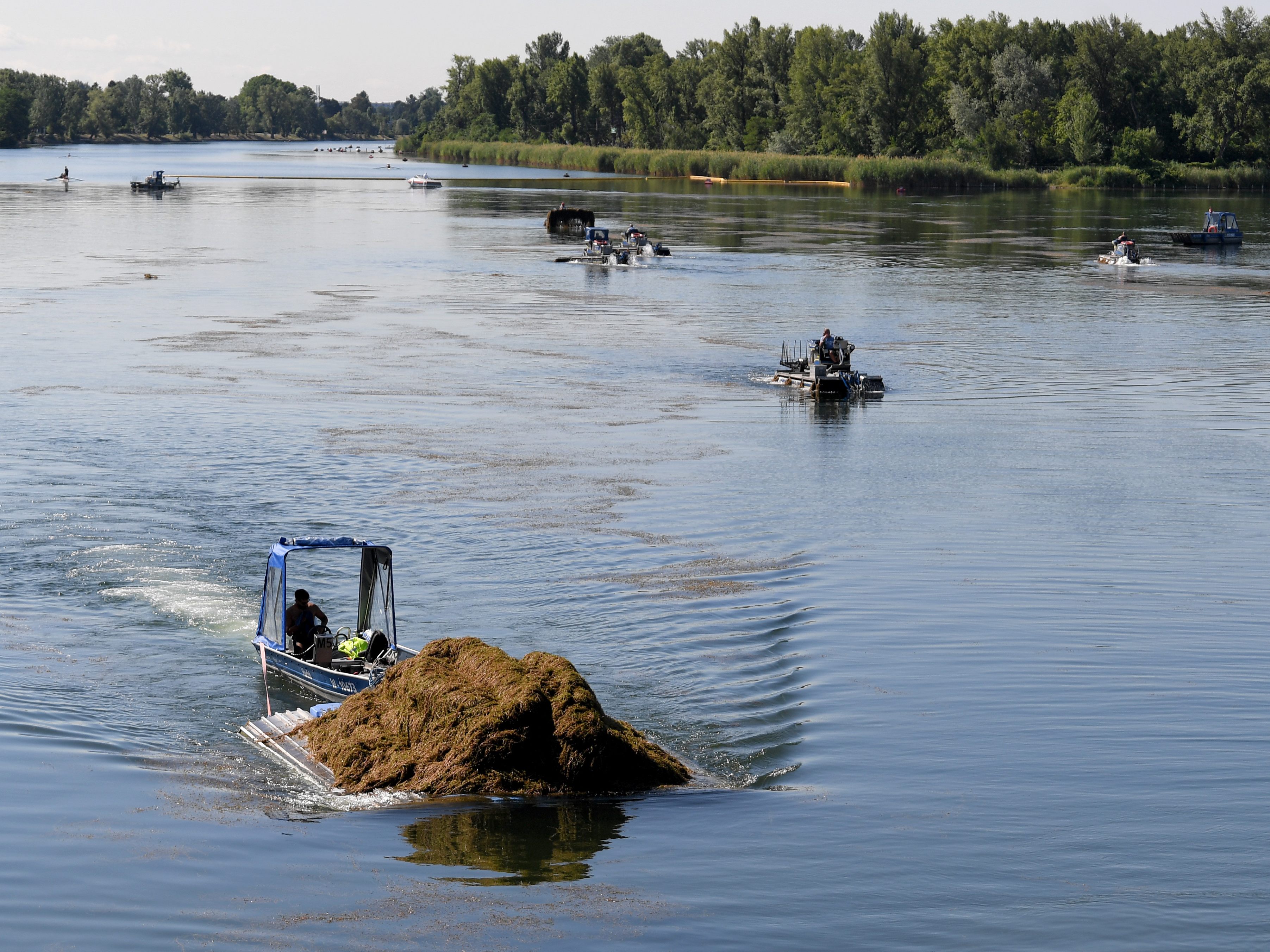 Die Mähboote der Stadt Wien sind wieder auf der Alten Donau im Einsatz.