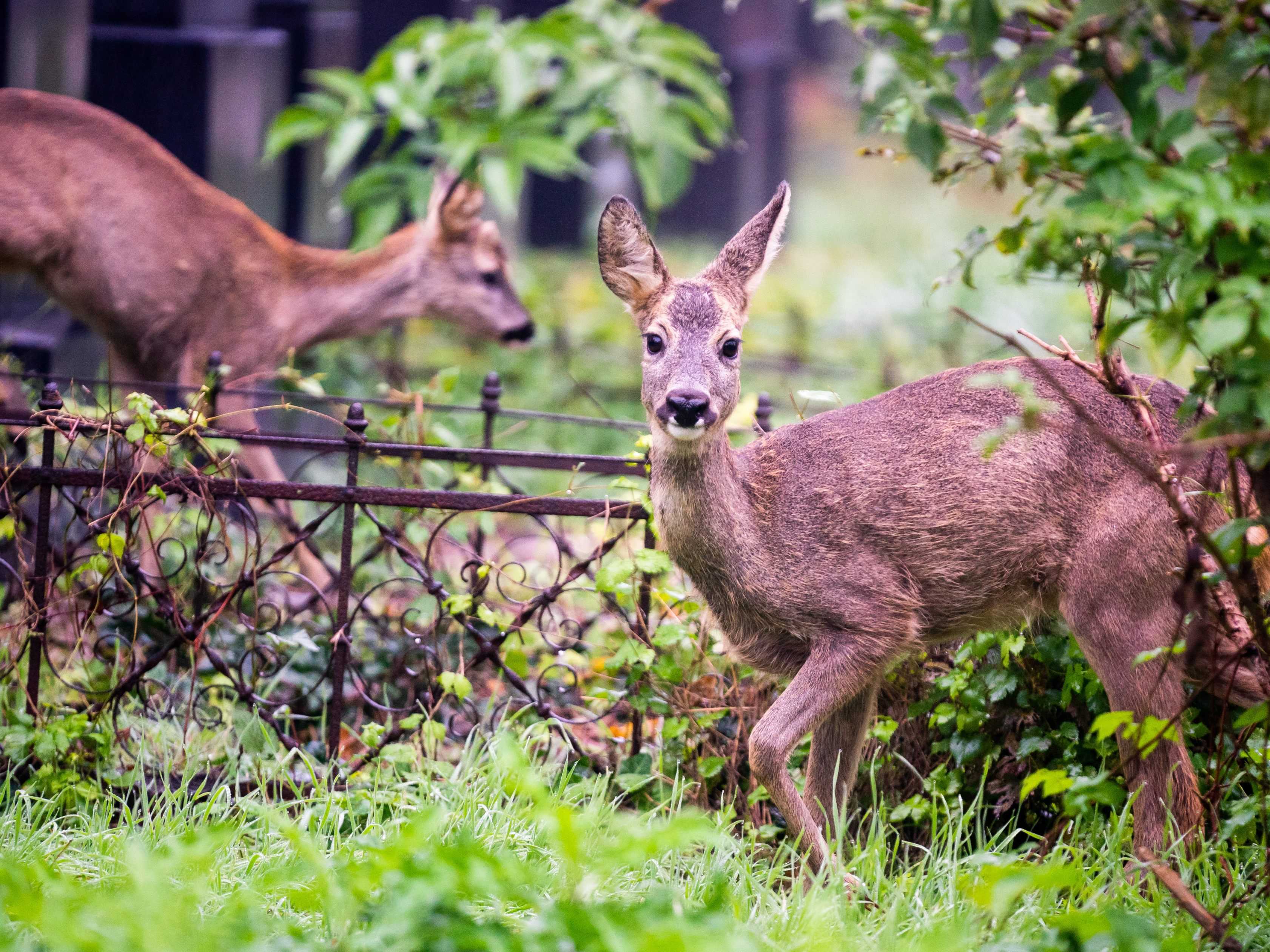 Nicht nur Rehe am Wiener Zentralfriedhof gehören zum Wildleben in der Großstadt. Im Buch "Das wilde Wien" wird dem wilden Leben auf Wiens Friedhöfen ein Kapitel gewidmet.