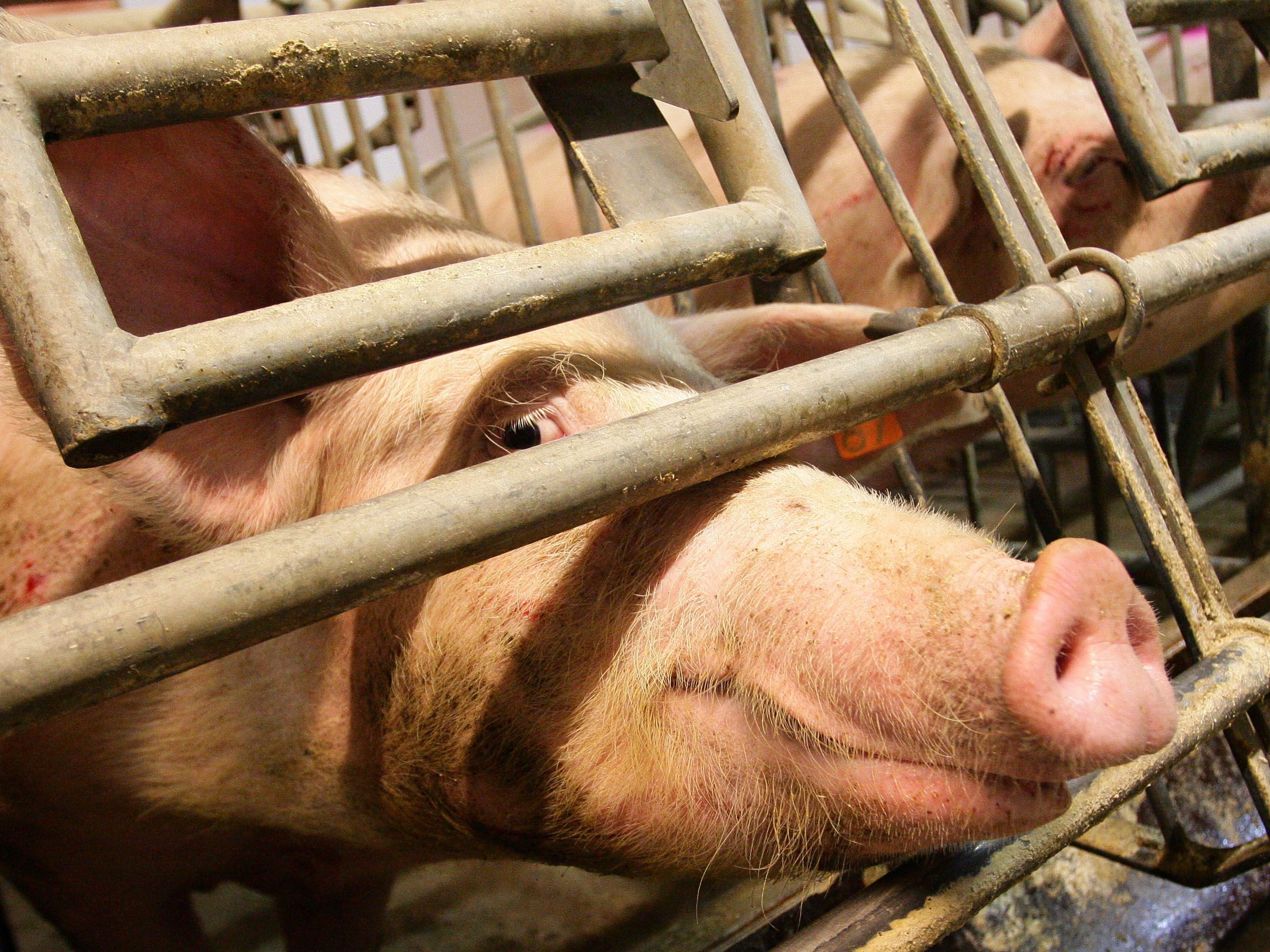 Schlachtschweine bringen Bauern aktuelle mehr ein. Schlachtschweine bringen Bauern aktuelle mehr ein.