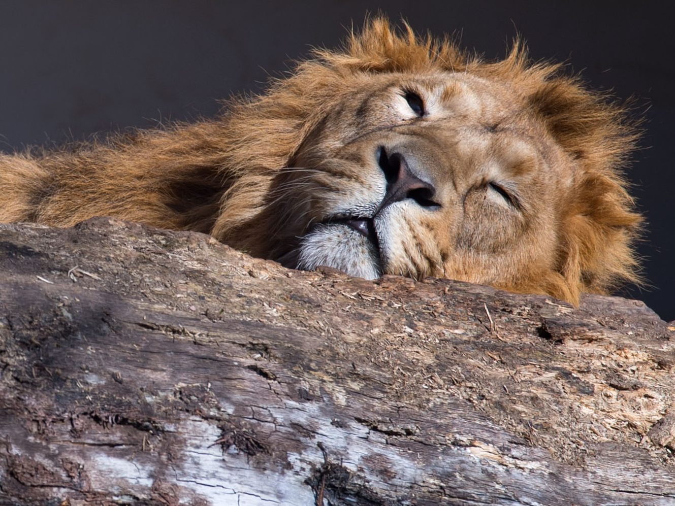 Mehrere Raubkatzen konnten aus einem Zoo in der Nähe von Charkiw evakuiert werden.