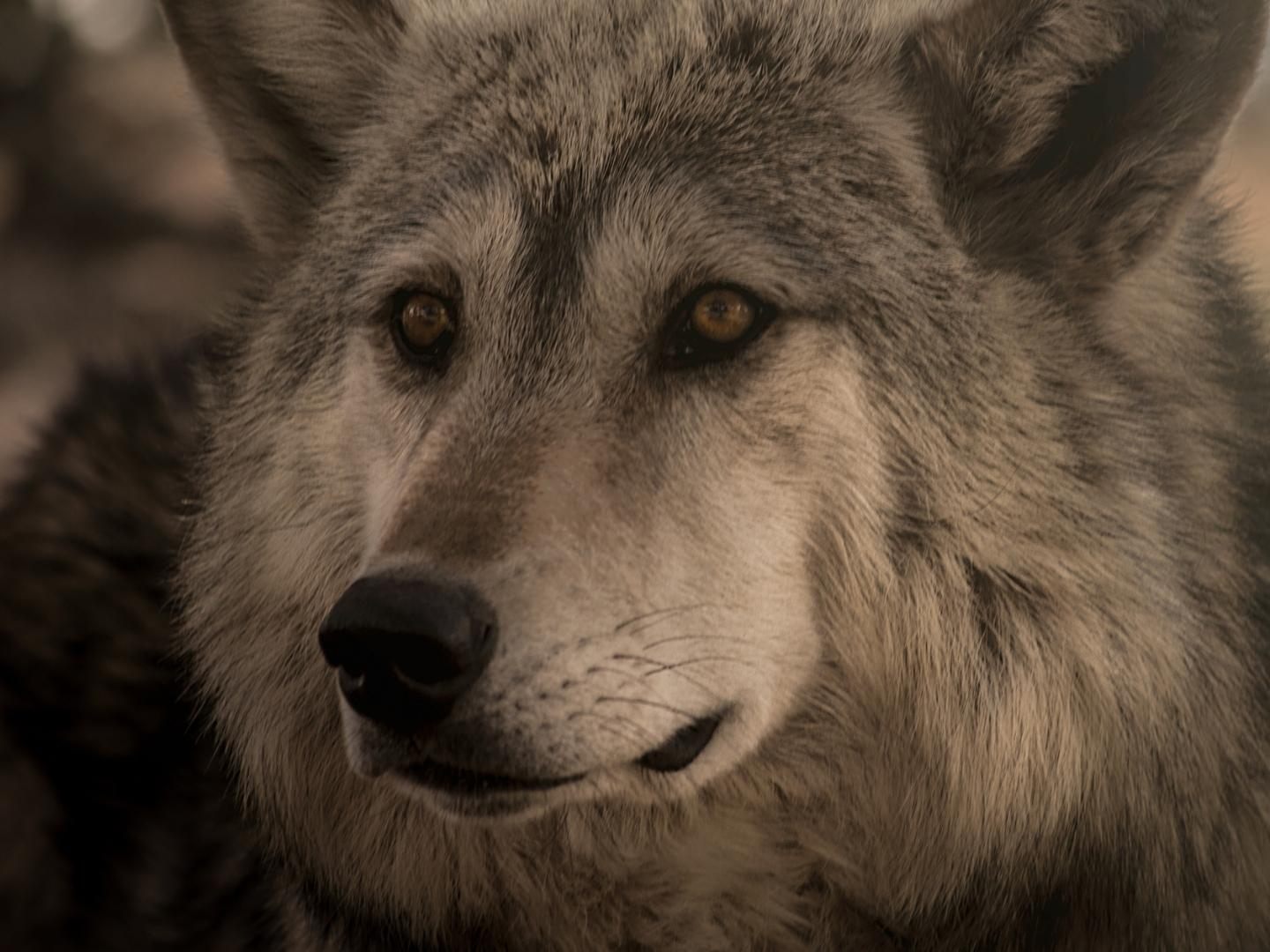 Mutmaßlicher Wolfshybrid im Churer Rheintal erlegt.