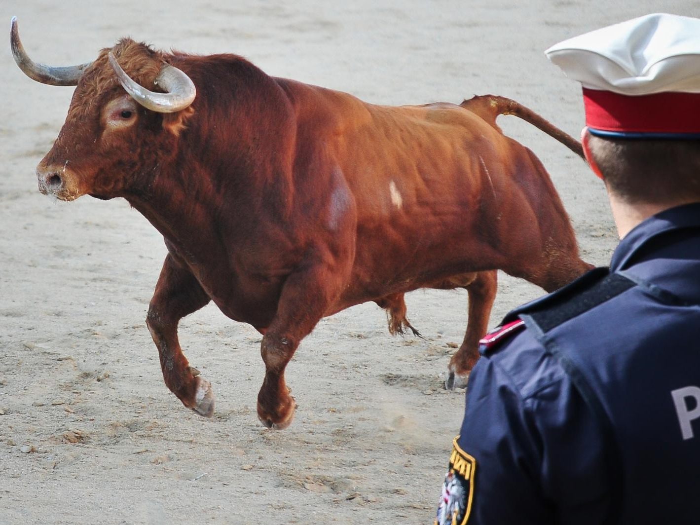 Der Stier drehte plötzlich um und rannte auf einen Polizisten zu, weshalb nur mittels Schusswaffengebrauch die akute Gefährdung abgewendet werden konnte. Der Stier drehte plötzlich um und rannte auf einen Polizisten zu, weshalb nur mittels Schusswaffengebrauch die akute Gefährdung abgewendet werden konnte.