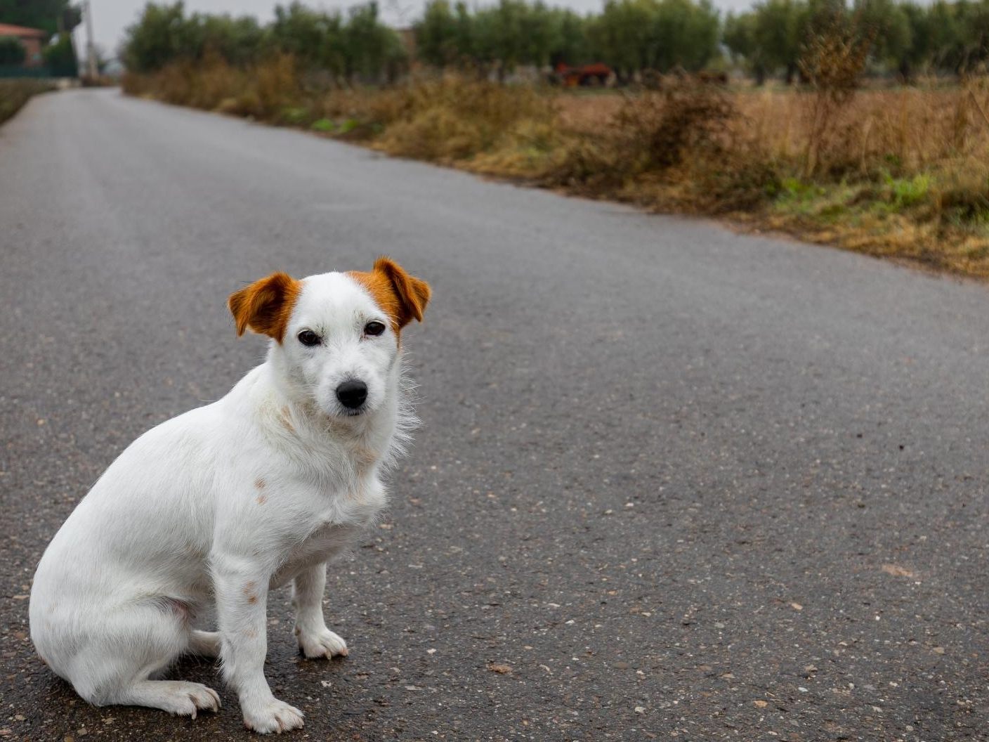 Der junge Hund stand stundenlang an der Straße.