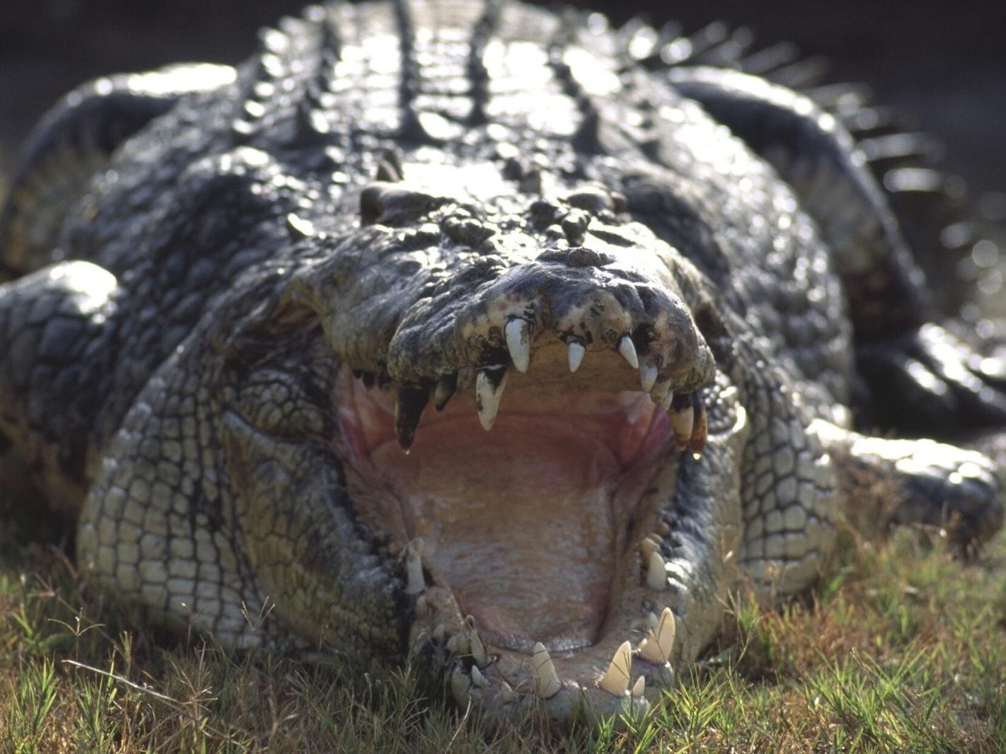 Das Riesenkrokodil ist über fünf Meterlang und über eine halbe Tonne schwer.