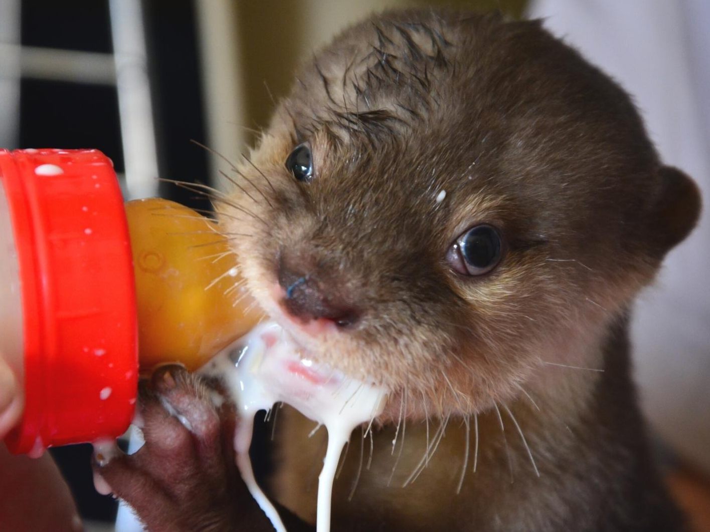 Der kleinen Otterdame "May" reichte ihre Portion aus dem Fläschchen offensichtlich nicht.