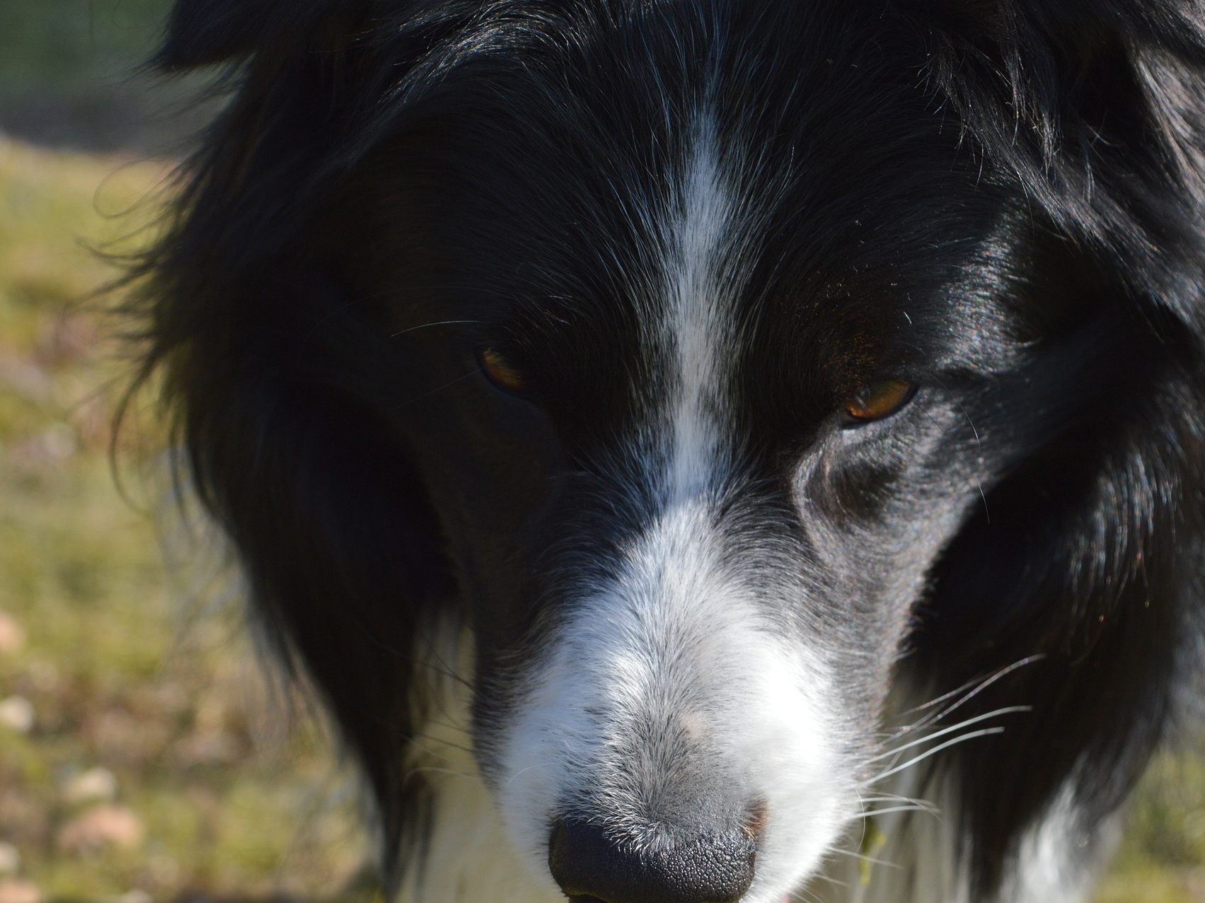 Der vermisste Border-Collie-Mischling wurde tot in einem Brunnenschaft aufgefunden. Der vermisste Border-Collie-Mischling wurde tot in einem Brunnenschaft aufgefunden.