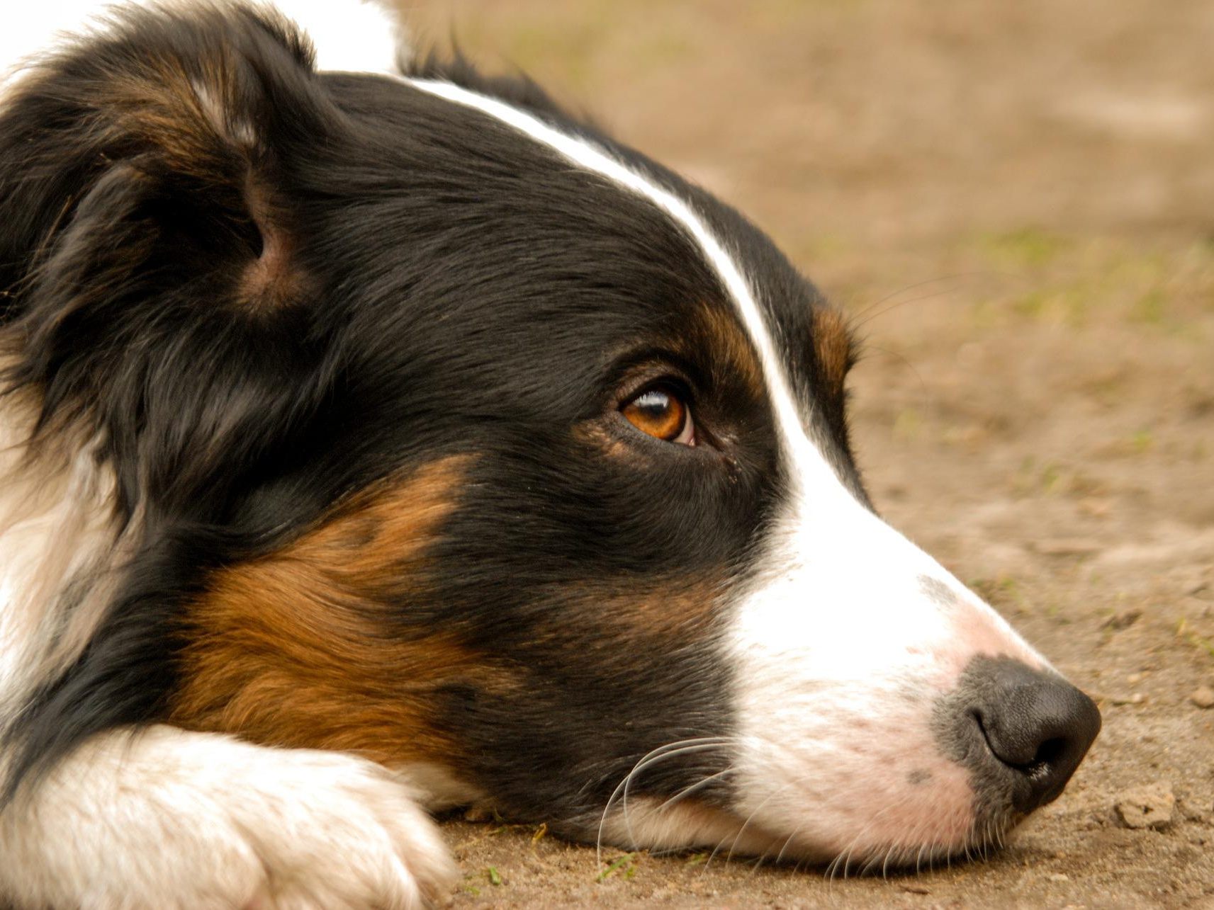 Im Fall um einen tot in einem Brunnenschacht in Altlengbach (Bezirk St. Pölten) entdeckten gefesselten Hund gibt es bereits Hinweise