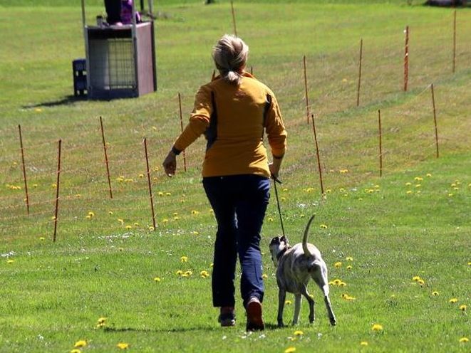 Hundesportverein Hörbranz feiert 50-jähriges Bestehen.