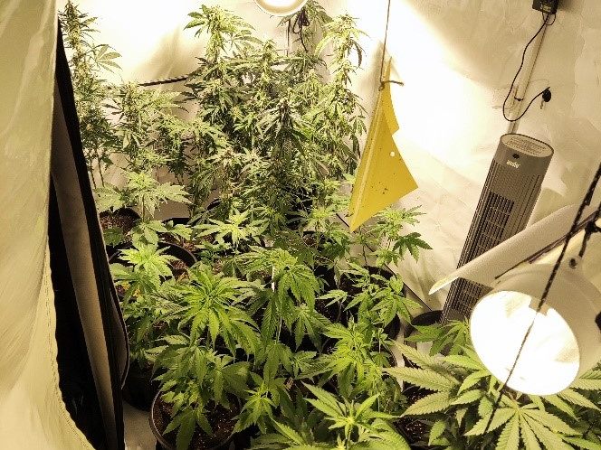Der 43-Jährige betrieb eine Indoor-Aufzuchtanlage für Marihuana in seiner Wohnung. Der 43-Jährige betrieb eine Indoor-Aufzuchtanlage für Marihuana in seiner Wohnung.
