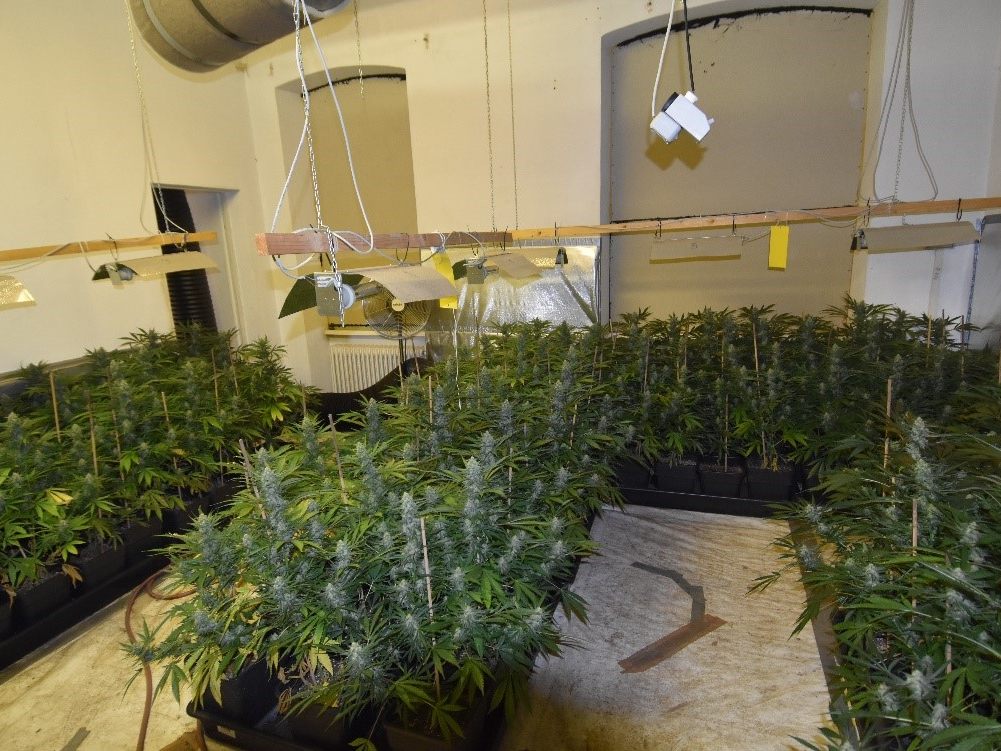 Diese riesige Hanfplantage entdeckten die Polizisten in Hernals Diese riesige Hanfplantage entdeckten die Polizisten in Hernals