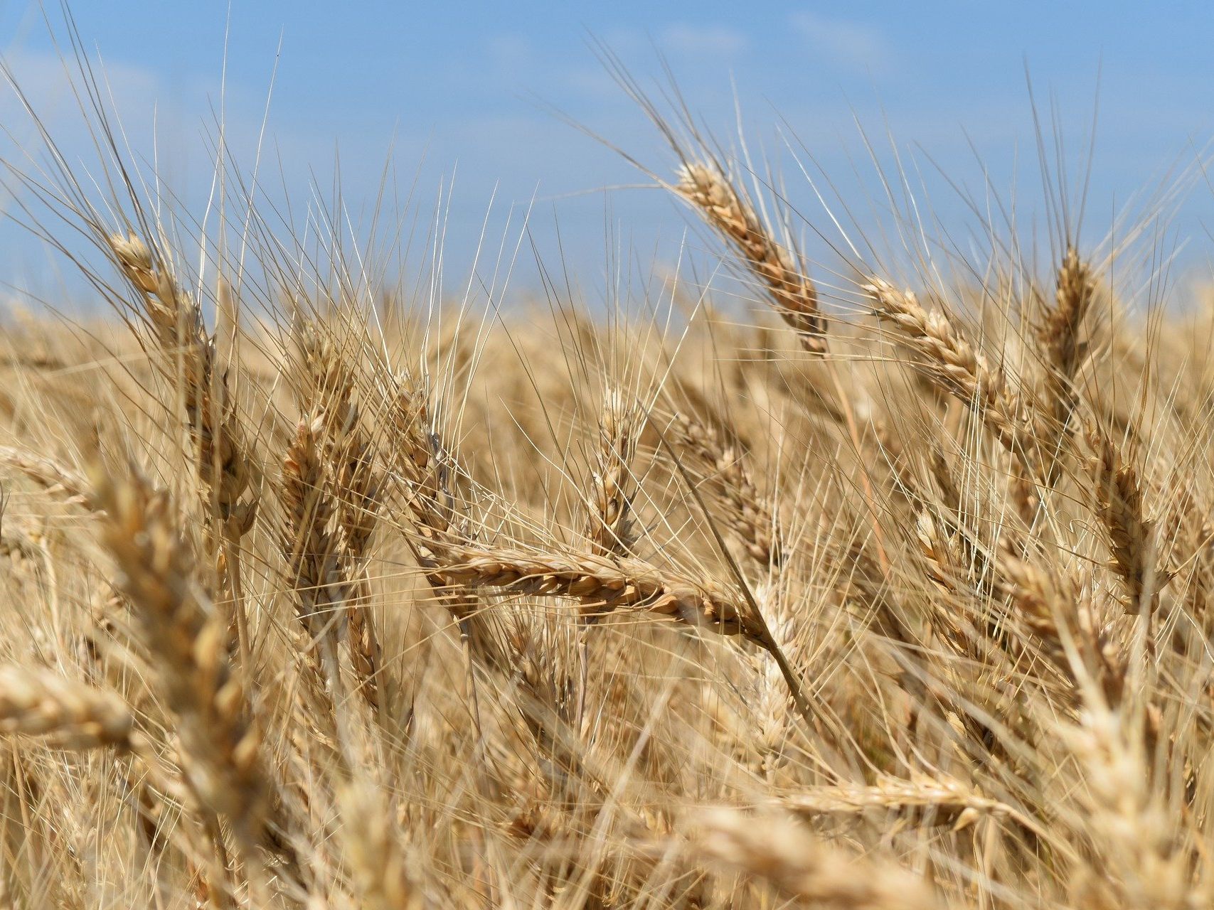 Weizen ist für die Ukraine ein wichtiges Exportgut - doch heuer könnte das Land wegen des Krieges die Hälfte seiner Ernte einbüßen