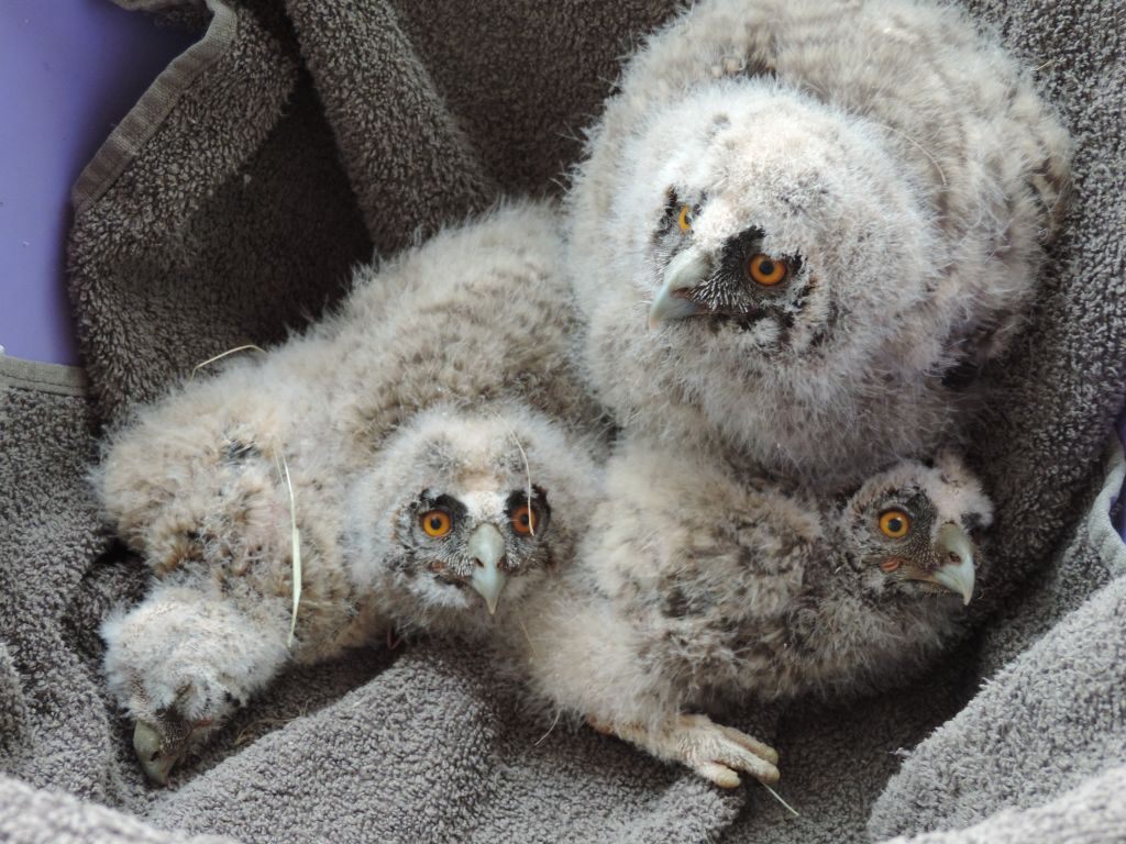 In Marchegg sind vier kleine Waldohreulen gerettet worden, deren Baum umgestürzt war In Marchegg sind vier kleine Waldohreulen gerettet worden, deren Baum umgestürzt war