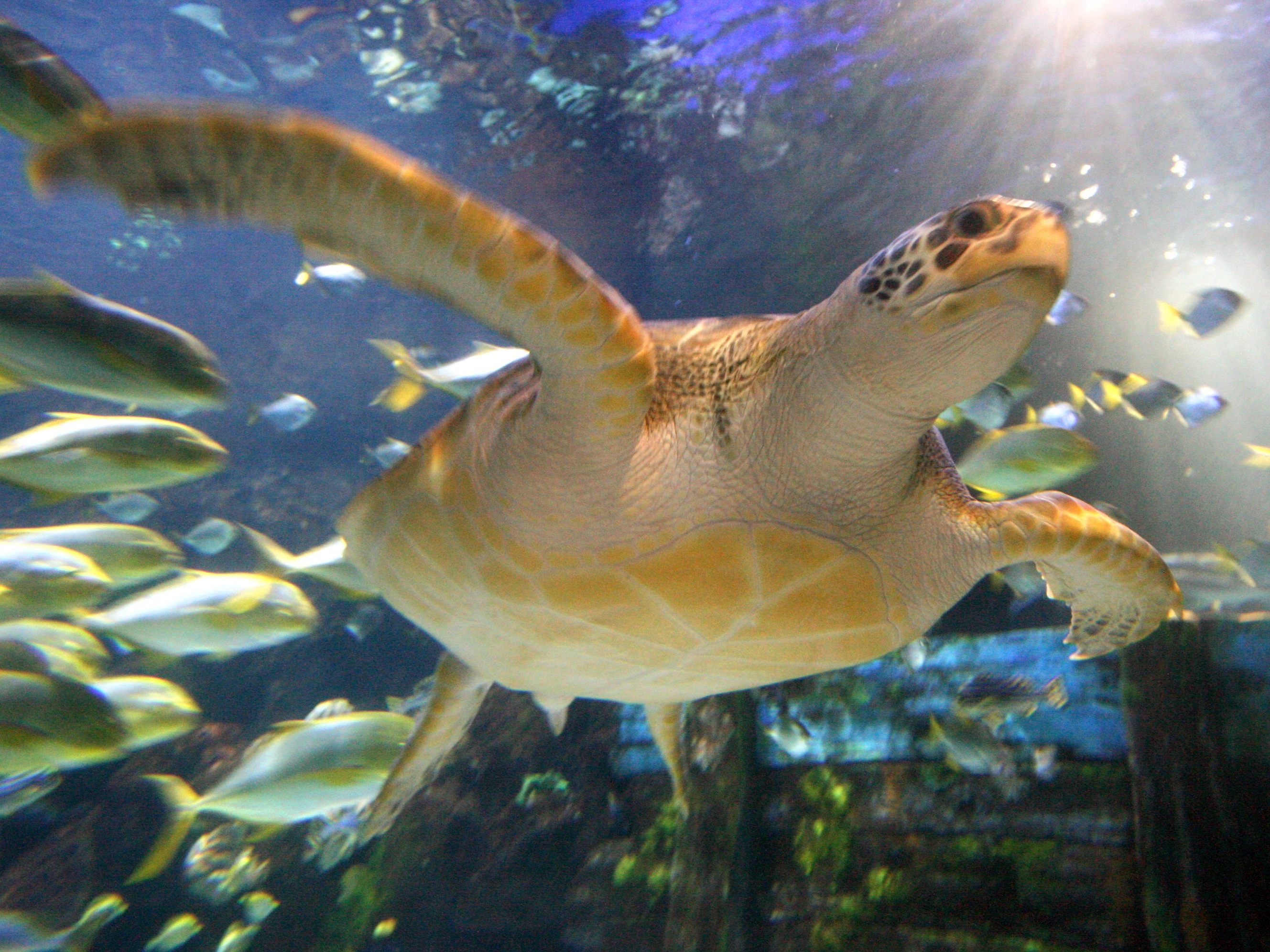 Das Haus des Meeres lädt am 23. Mai zum Weltschildkrötentag ein. Das Haus des Meeres lädt am 23. Mai zum Weltschildkrötentag ein.