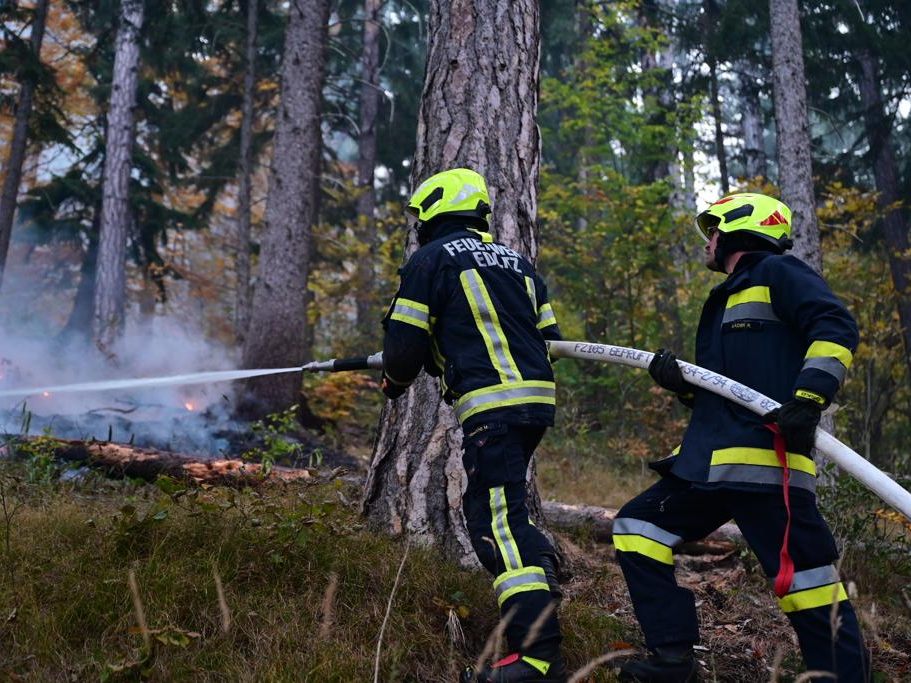 Der Wald wird nach dem verheerenden Großbrand mit Buchen und Eichen aufgeforstet. Der Wald wird nach dem verheerenden Großbrand mit Buchen und Eichen aufgeforstet.