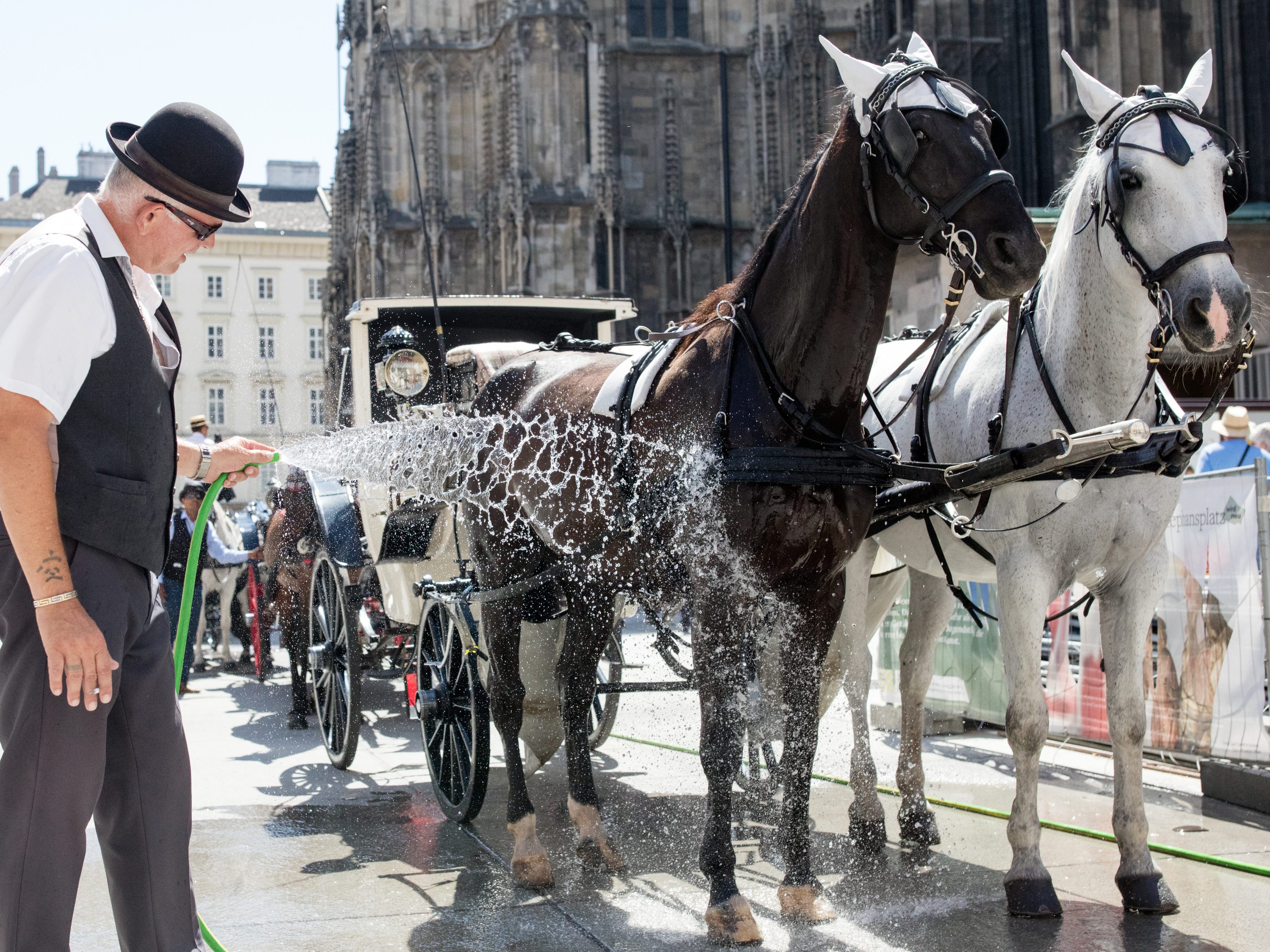 Die Pferde am Wiener Stephansplatz erhalten eine Abkühlung. Die Fiakerpferde leiden oft unter der großen Hitze in der Stadt. Die Pferde am Wiener Stephansplatz erhalten eine Abkühlung. Die Fiakerpferde leiden oft unter der großen Hitze in der Stadt.