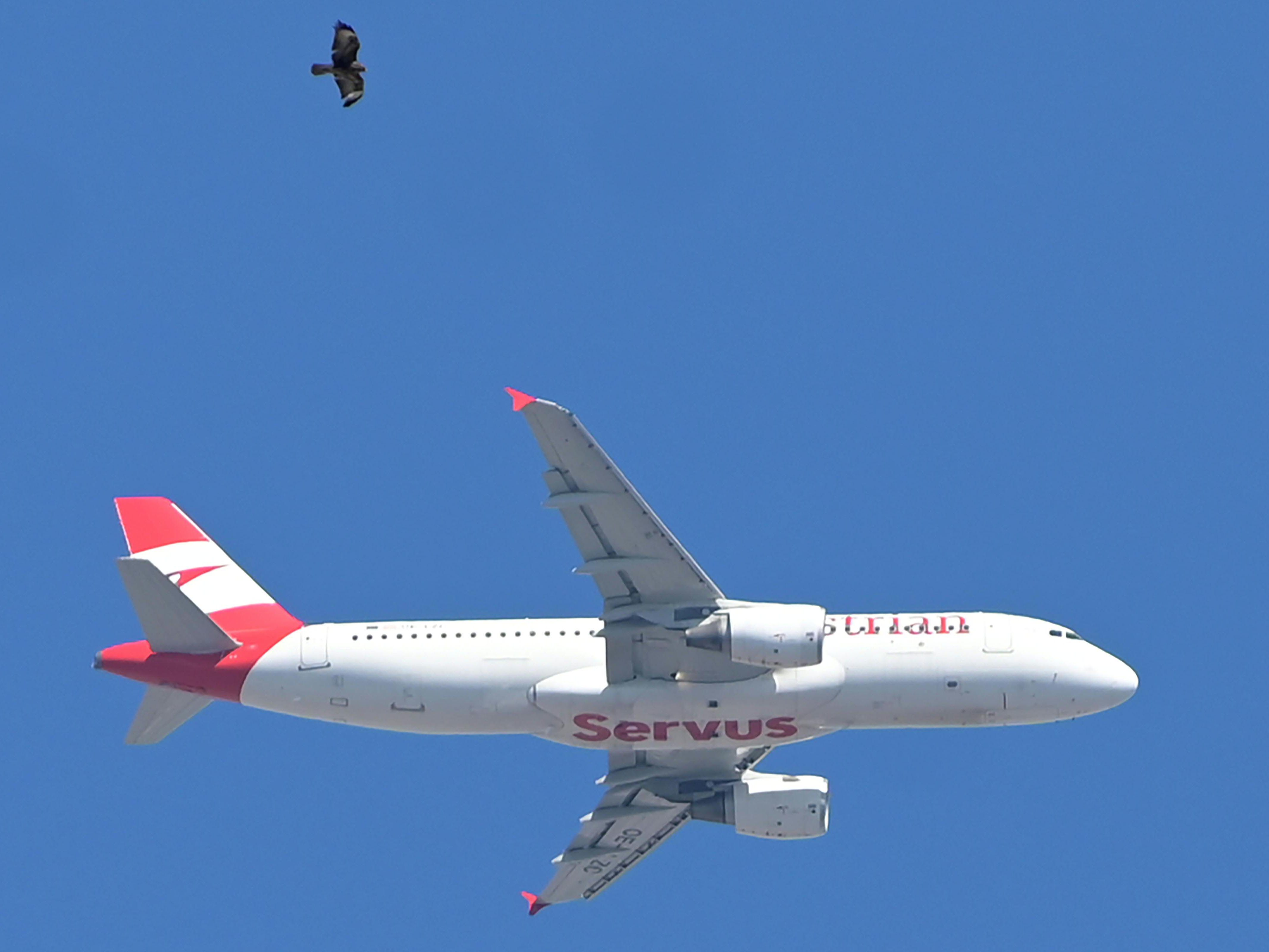 Die Flugzeuge der AUA heben wieder öfters ab. Der Sommer 2022 sei gut gebucht. Die Flugzeuge der AUA heben wieder öfters ab. Der Sommer 2022 sei gut gebucht.