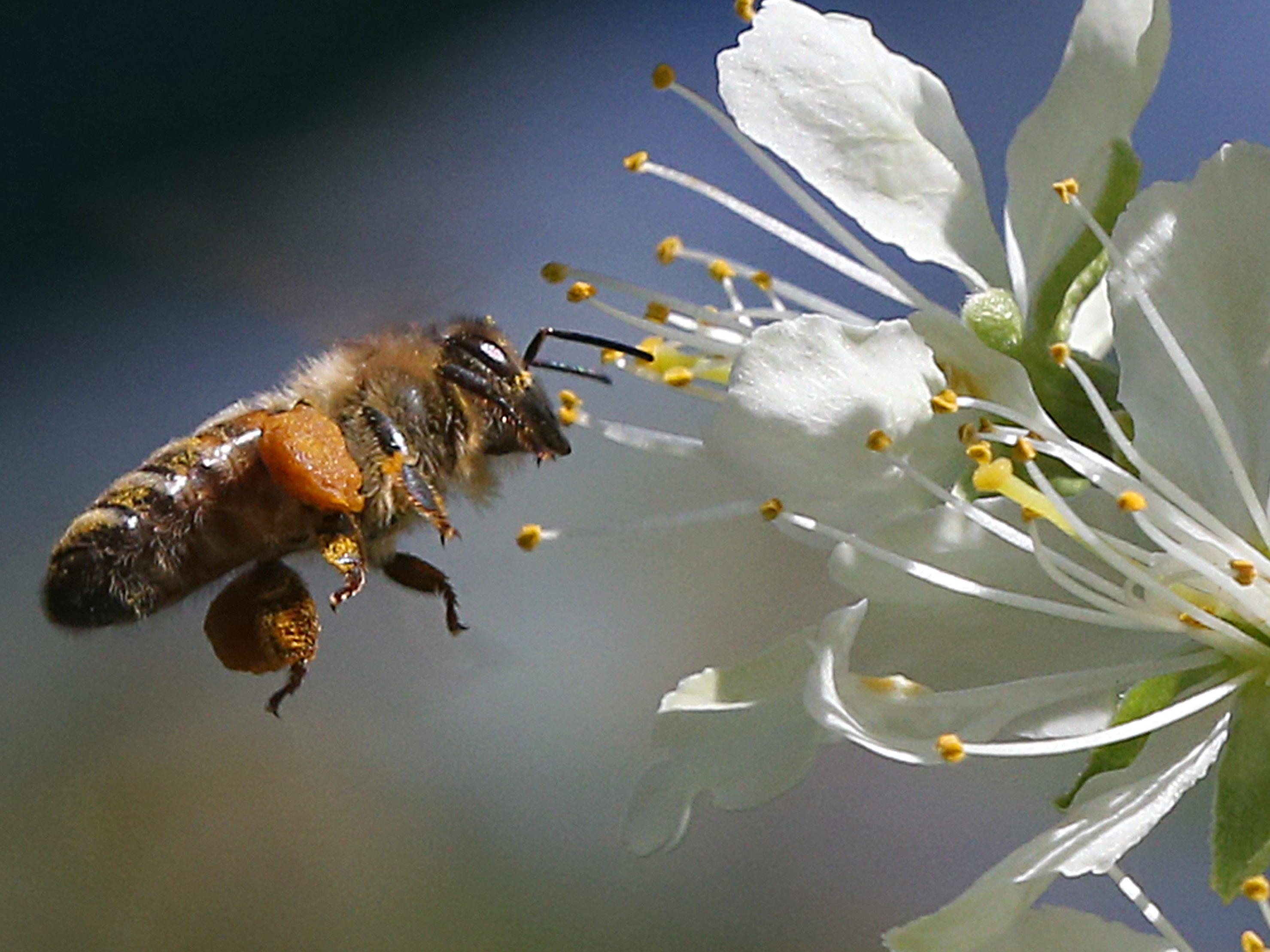 Die Umweltberatung gibt Tipps, wie man seinen Balkon oder Garten zum Insektenparadies machen kann. Die Umweltberatung gibt Tipps, wie man seinen Balkon oder Garten zum Insektenparadies machen kann.