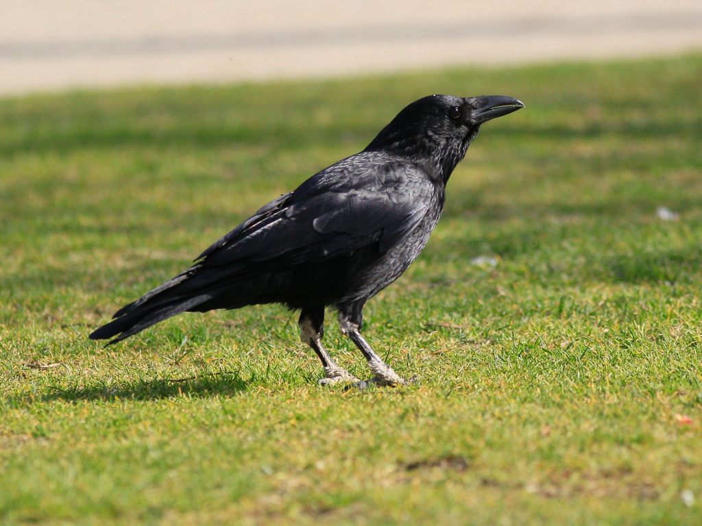 Rabe oder Krähe? Kennen Sie die diversen Vogelarten? Vienna Online VIENNA.AT