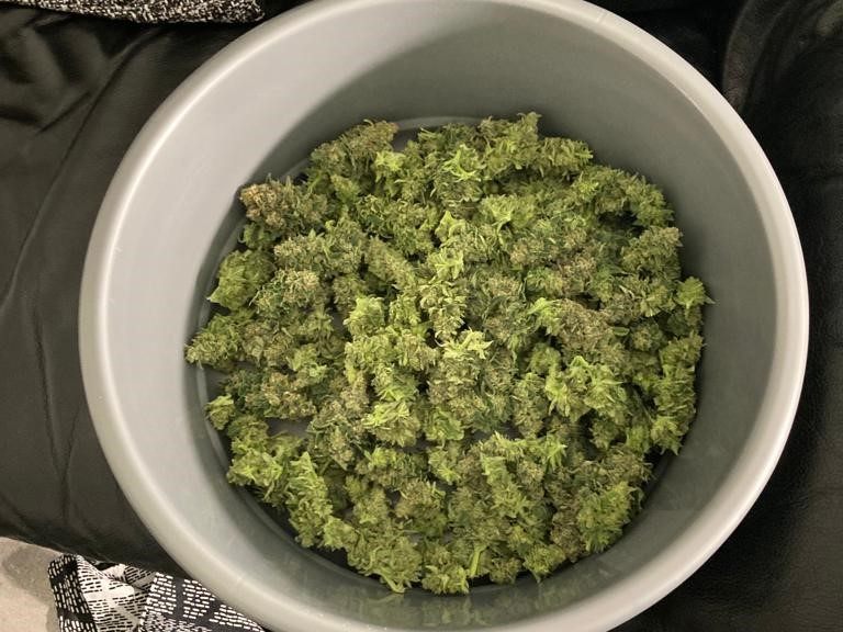 Gestern Vormittag fanden Wiener Polizisten Cannabis in der Floridsdorfer Wohnung eines 59-jährigen Mannes.