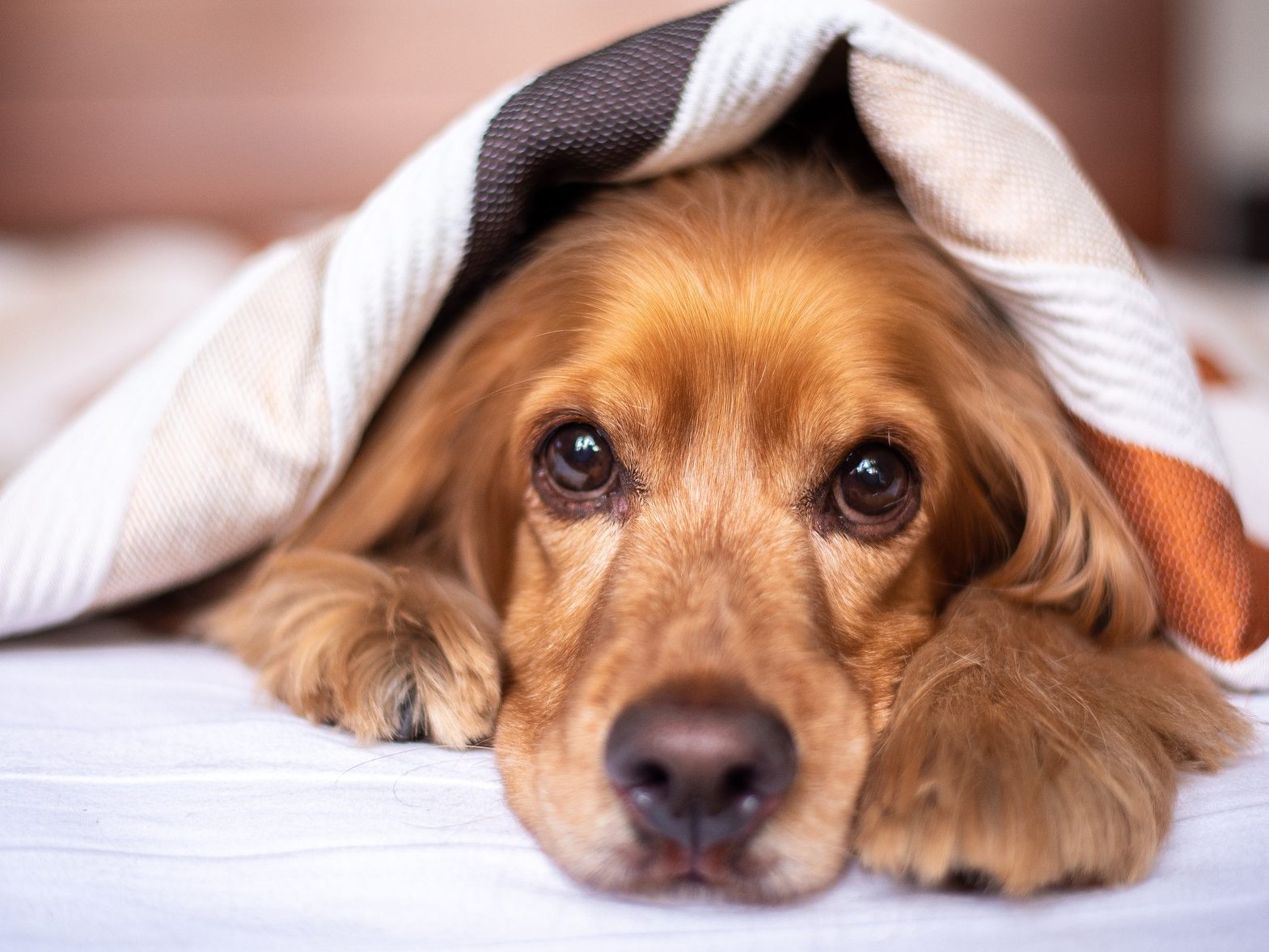 Cocker Spaniel Leo musste für sein außergewöhnliches Kunststück auch lange trainieren. (Symbolbild)