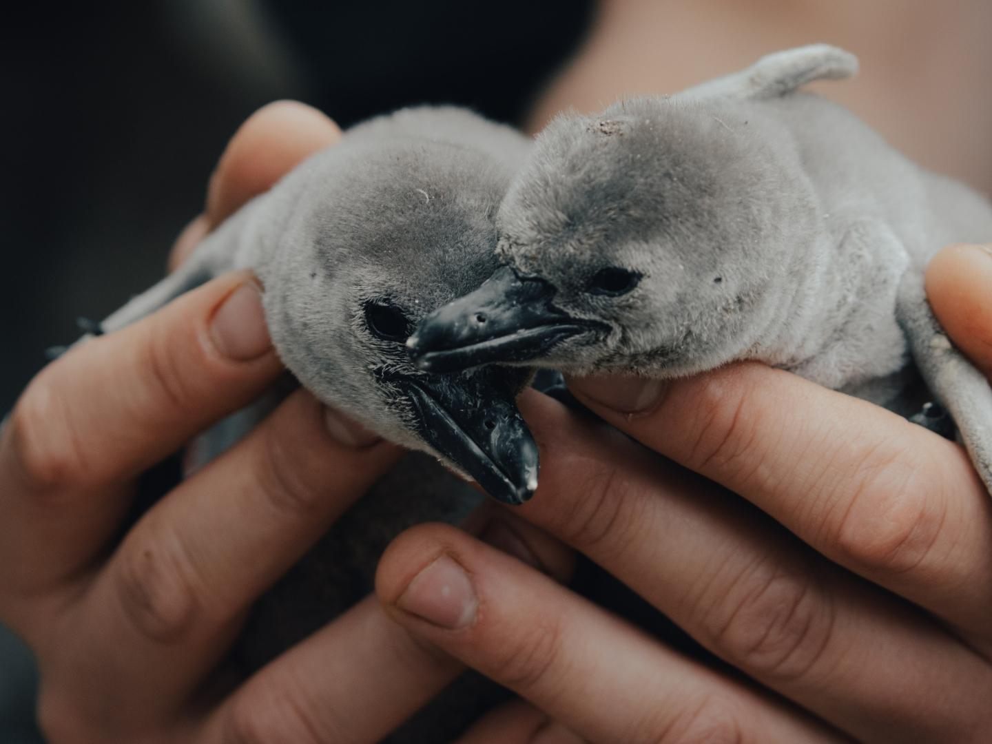 So süß und so flauschig! Baby-Pinguine im Londoner Zoo.
