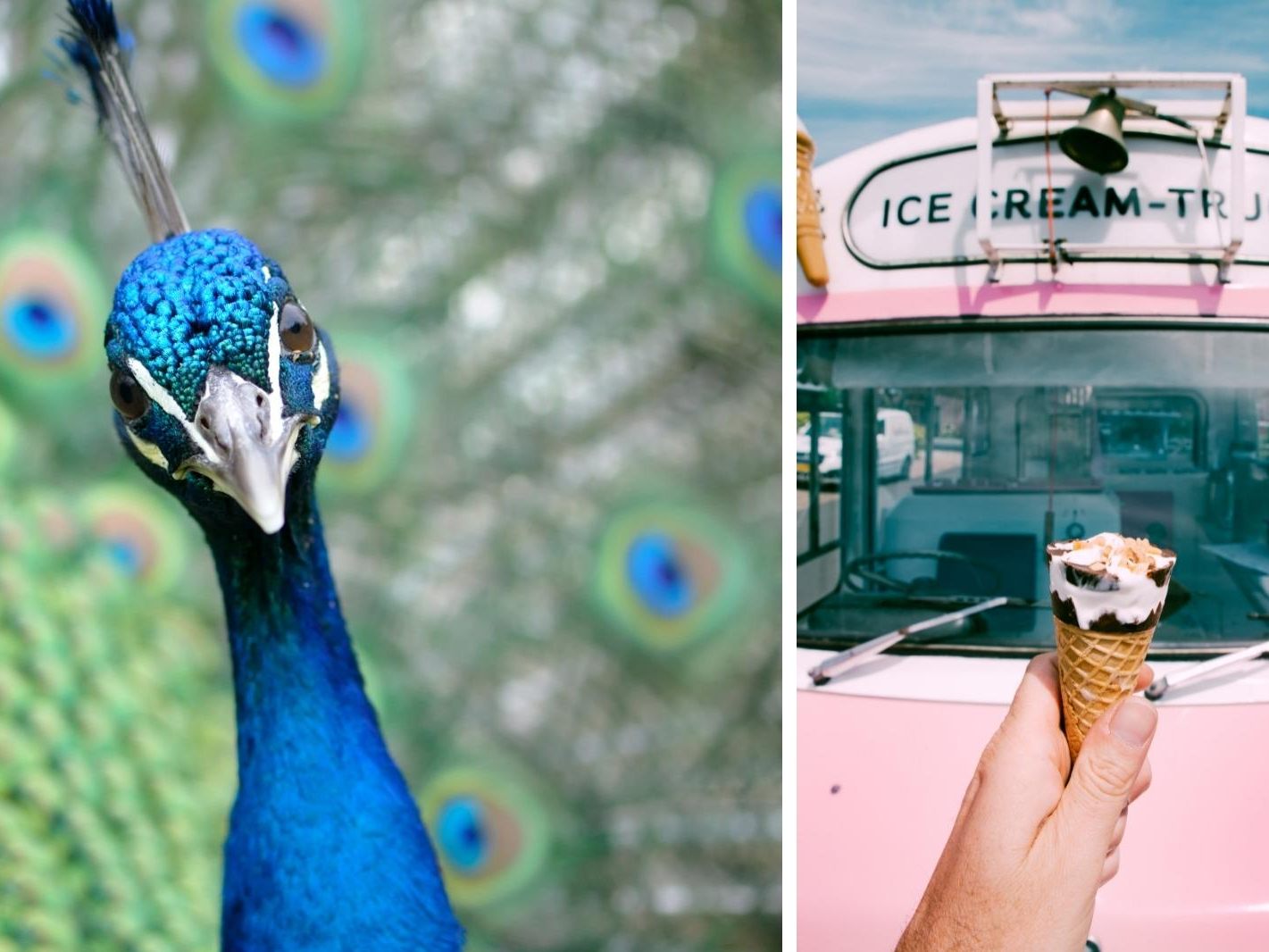 Dieser Pfau ist verrückt nach Eis!