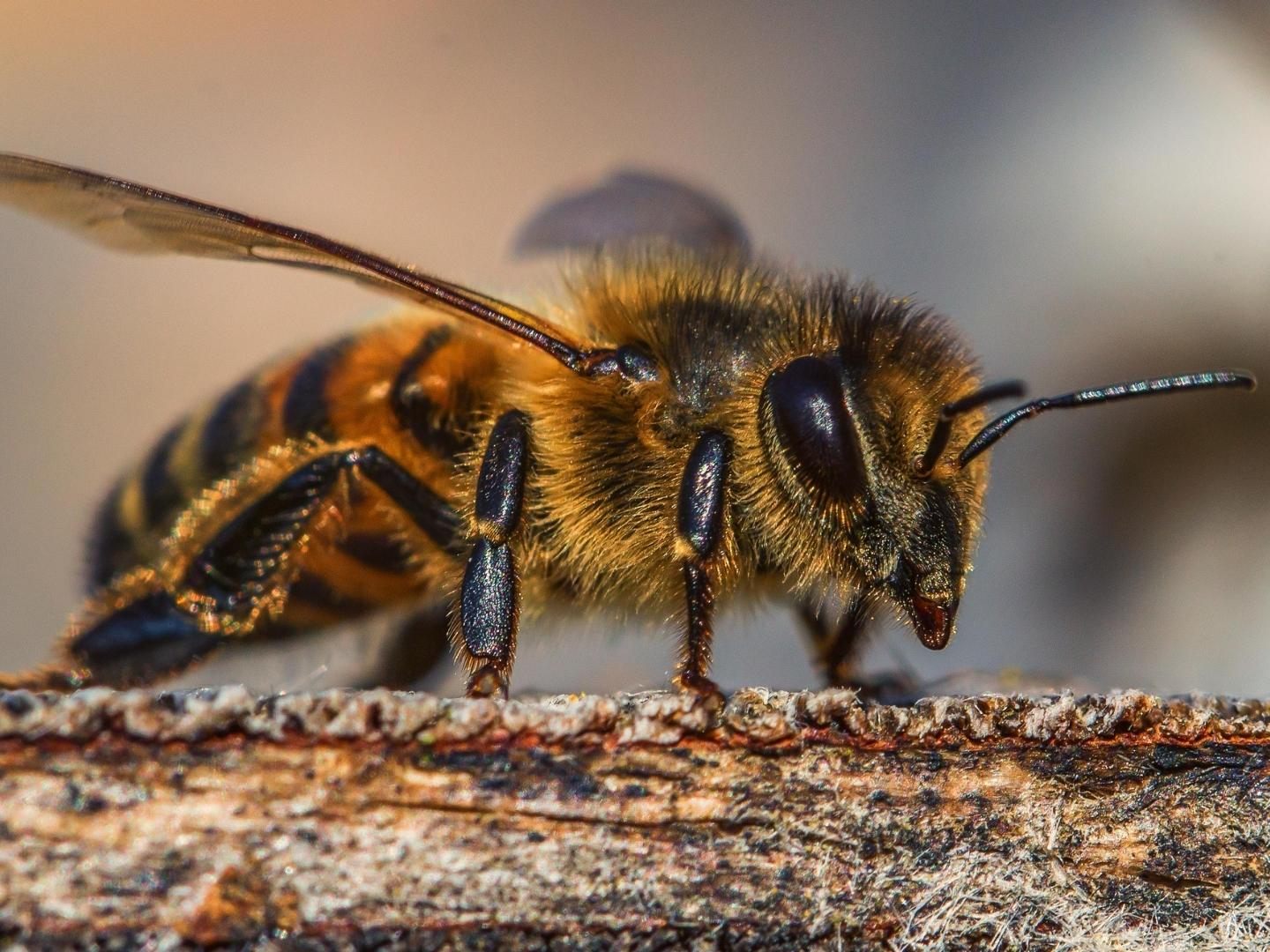 Honigbienen sind schlaue Tierchen.