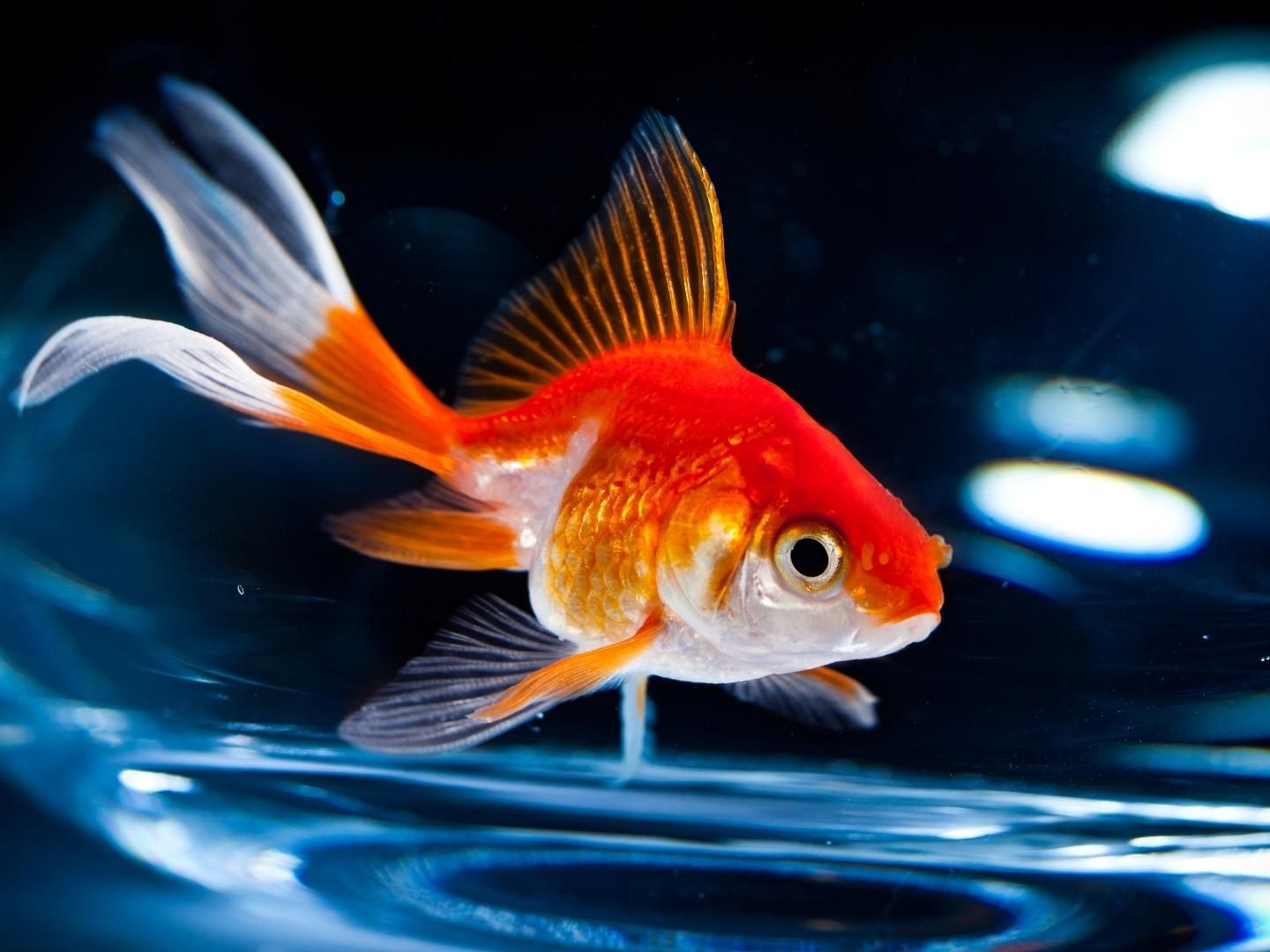 Dieser kleine Fisch konnte glücklicherweise gerettet werden.