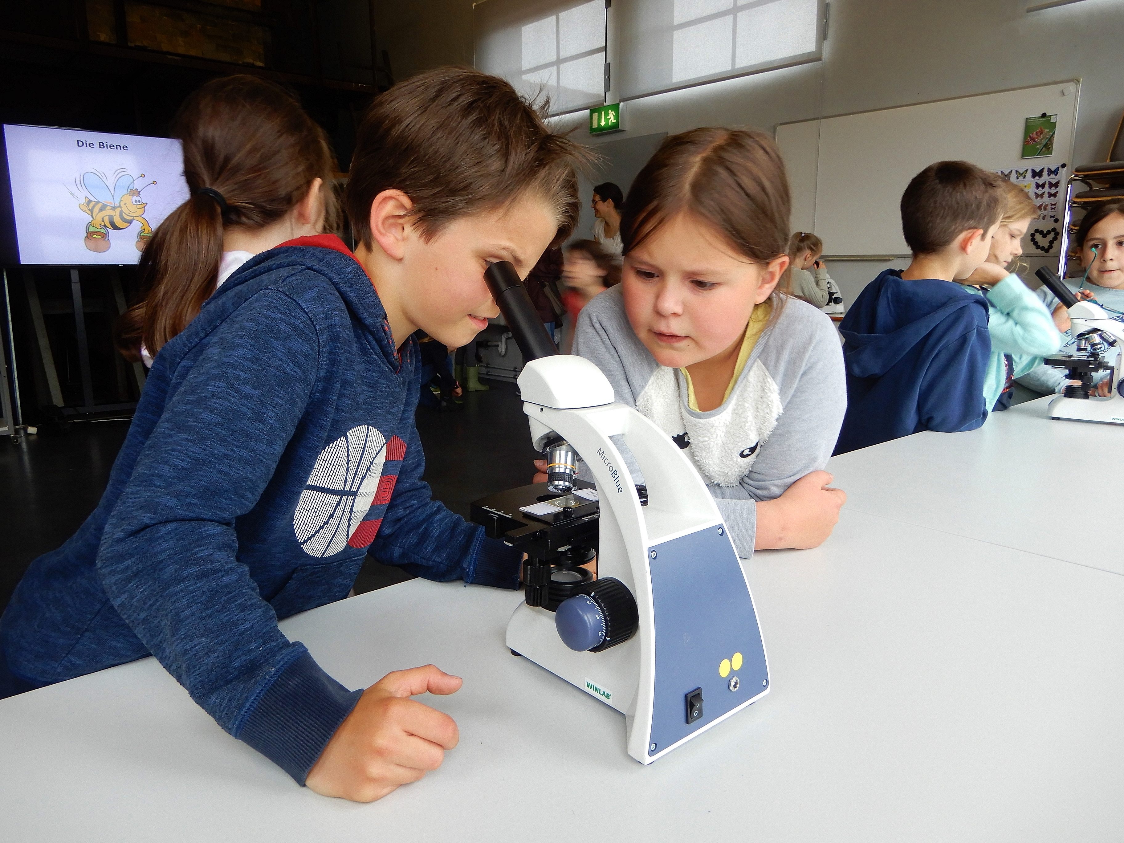 "Bienenforscher" unter sich, hieß es diese Woche in der inatura bei der Museumspädagogik. "Bienenforscher" unter sich, hieß es diese Woche in der inatura bei der Museumspädagogik.