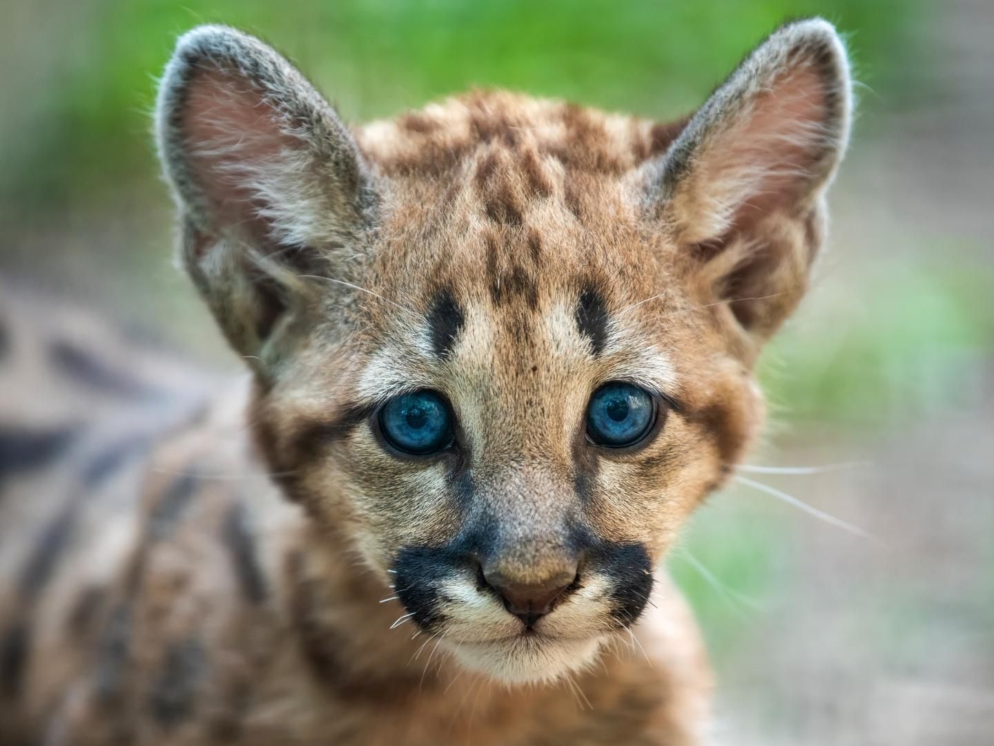 Dieses süße Puma-Baby erobert die Herzen.