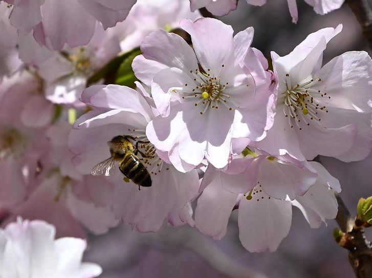 Wiens Flora und Fauna kann man auf den Stadtspaziergängen kennenlernen.