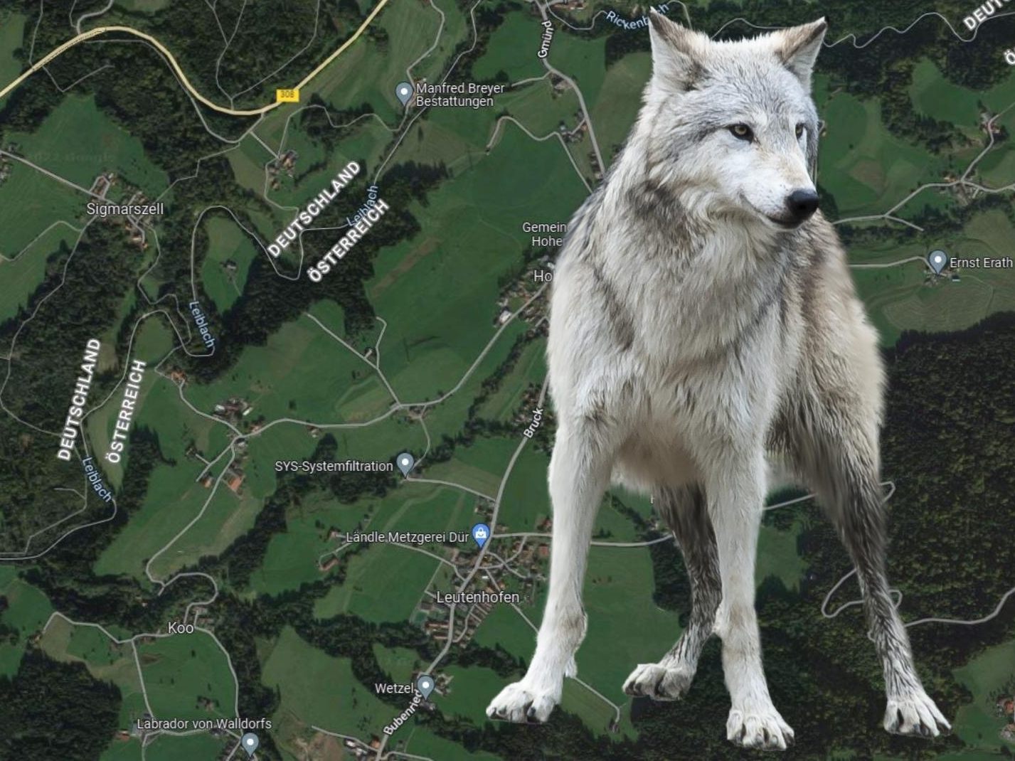 Der Wolf wurde in unmittelbarer Nähe zur Grenze nach Vorarlberg gesichtet.