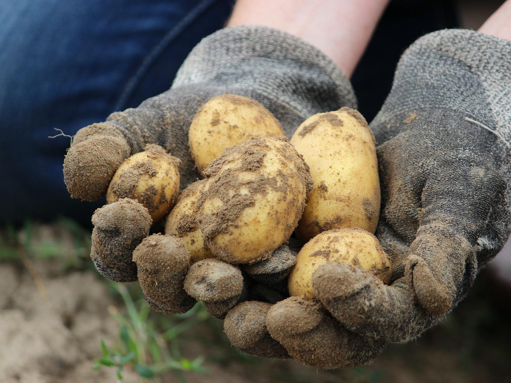 Zu den ersten Produkten der Marke "Wiener Gusto" gehören Bio-Erdäpfel