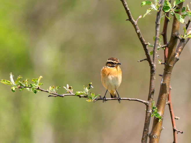 Mit den Exkursionen können Interessierte die Vogelwelt im Dornbirner Ried kennenlernen. Mit den Exkursionen können Interessierte die Vogelwelt im Dornbirner Ried kennenlernen.