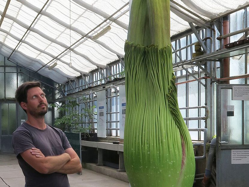 Die Titanwurz oder auch Amorphophallus titanum kurz vor dem Blütenstand am 27. 5. 2022 mit knapp zwei Meter Höhe. Neben ihr steht Botaniker David Prehsler.