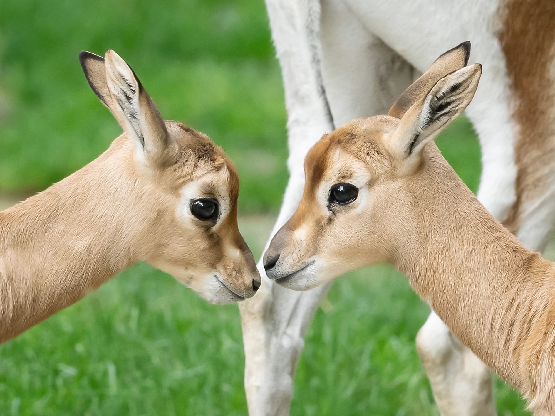 Nachwuchs bei den Mhorrgazellen vermeldet der Tiergarten Schönbrunn