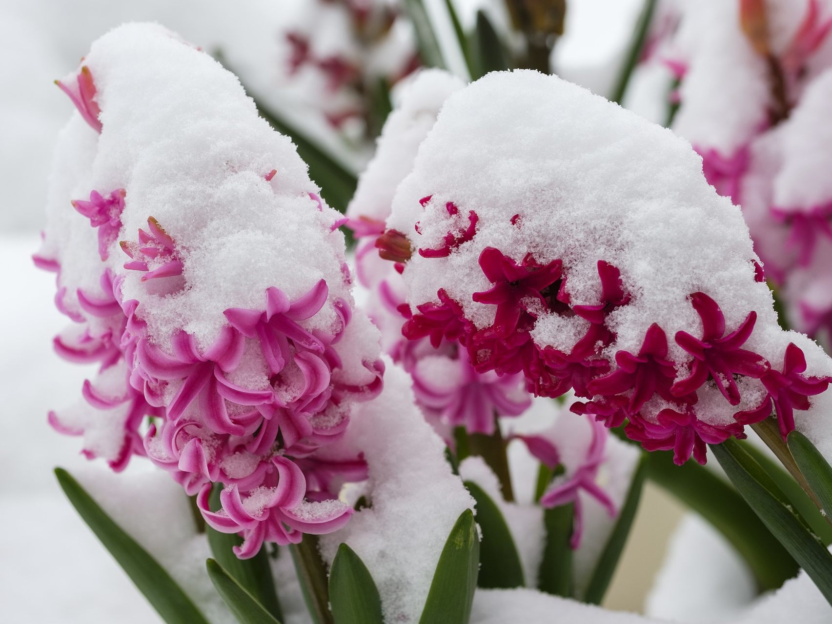 Wenn im Frühling noch einmal der Frost kommt - sind oftmals die Eisheiligen am Werk